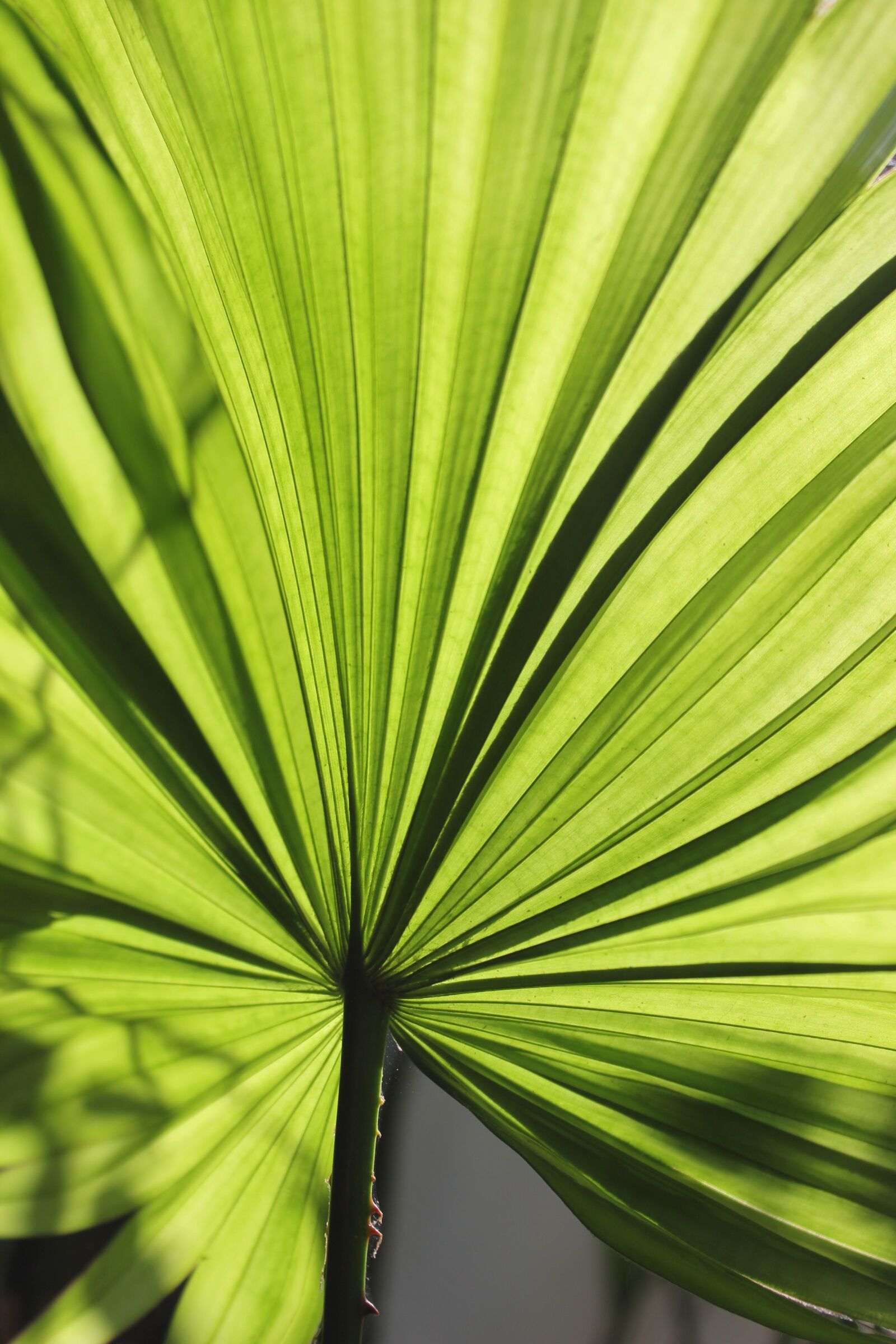 Canon EOS 550D (EOS Rebel T2i / EOS Kiss X4) sample photo. Leaf, palm, palm leaf photography