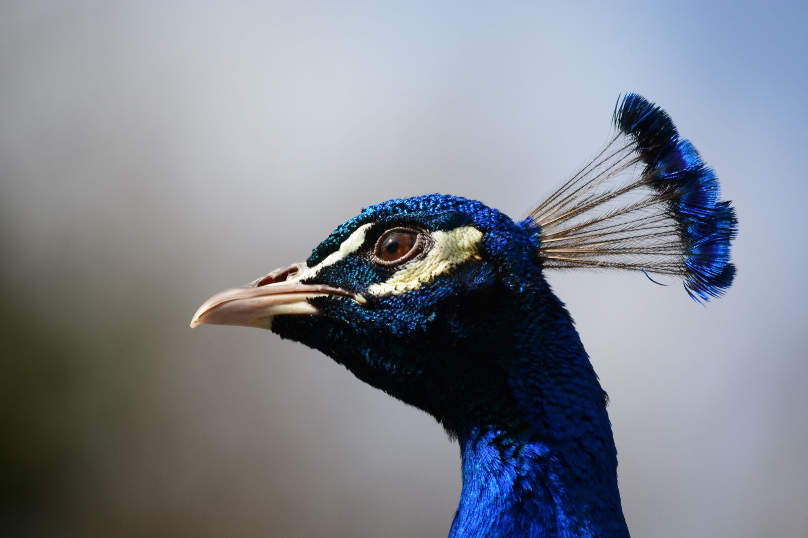 Nikon D7100 sample photo. Peacock, head, closeup photography