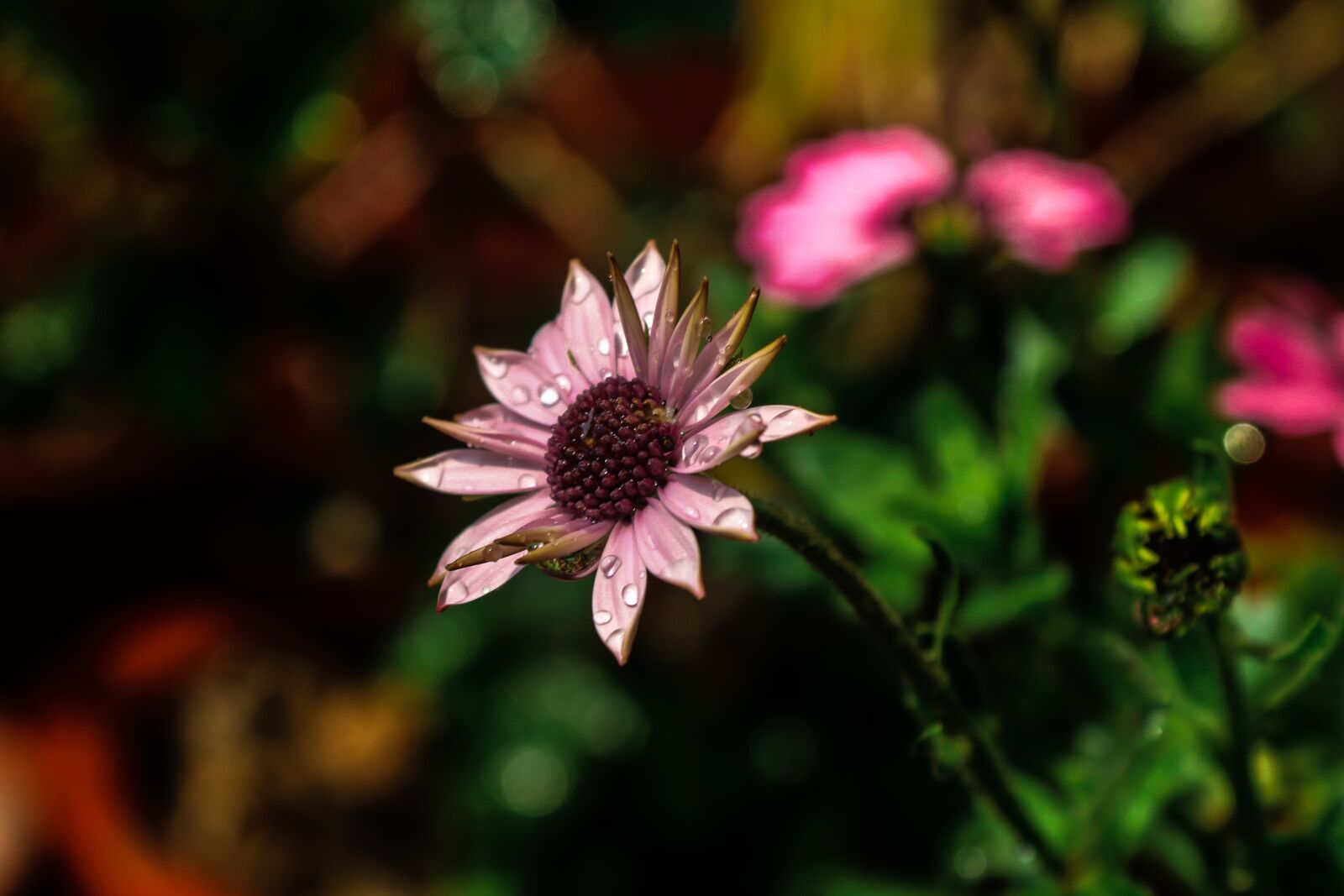 Canon EOS 700D (EOS Rebel T5i / EOS Kiss X7i) sample photo. Single flower, nature, wallpaper photography