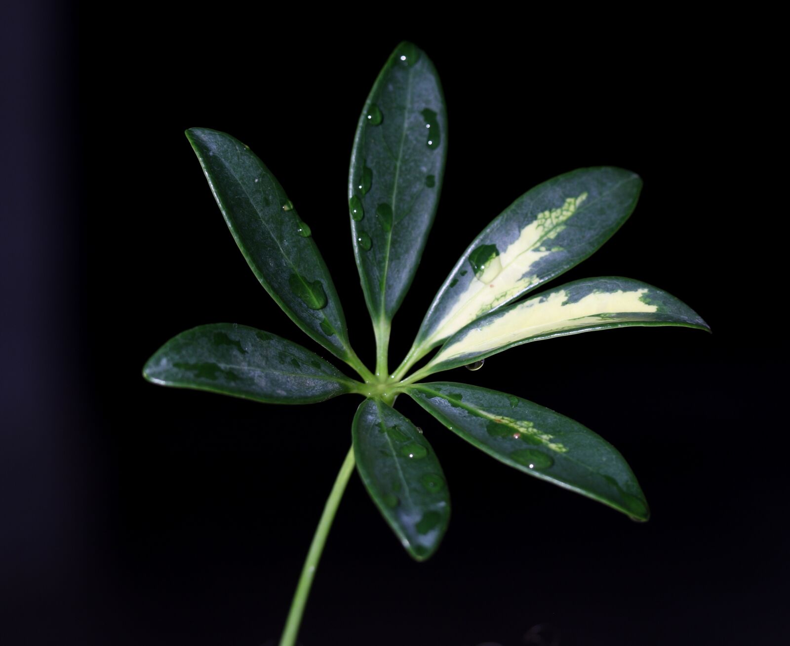 Canon EF-S 60mm F2.8 Macro USM sample photo. Leaves, green, round photography