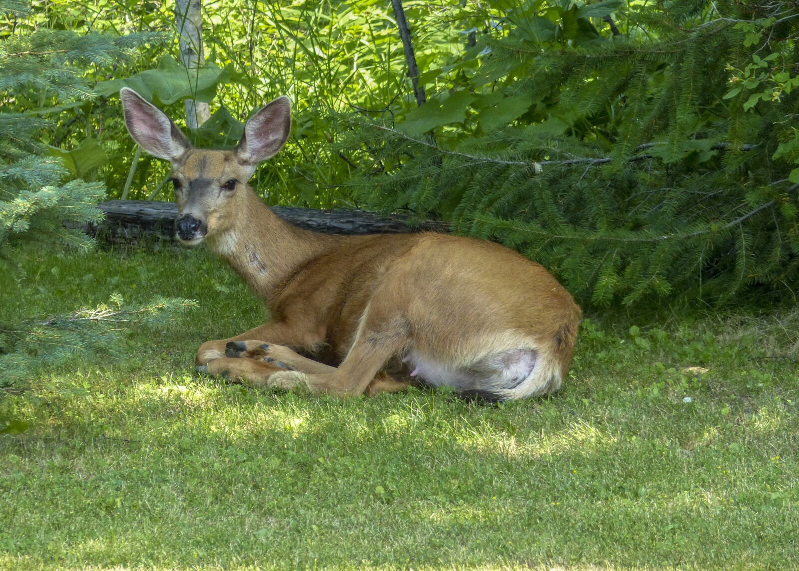 Panasonic Lumix DMC-FZ200 sample photo. Deer, animal, resting photography