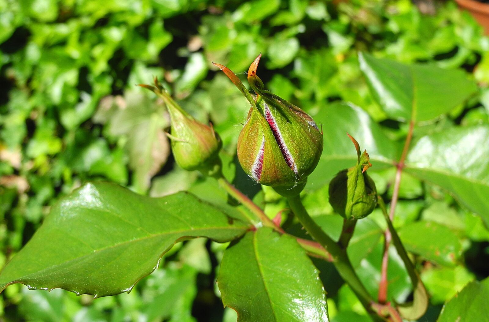 Nikon Coolpix P7000 sample photo. Rose, bud, rosebud photography
