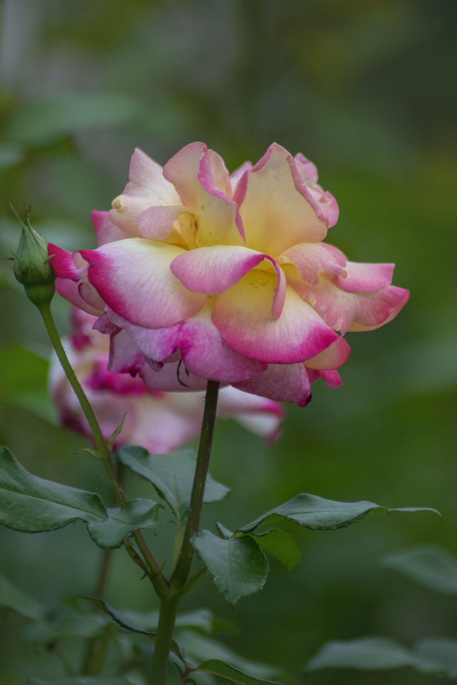Nikon D5300 sample photo. Rose, nice, flower photography