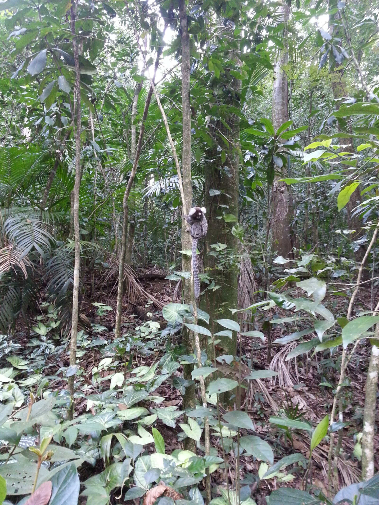 Samsung Galaxy Note2 sample photo. Green, forest, trees photography
