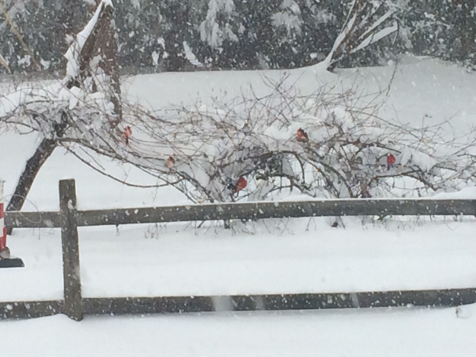 iPhone 5s back camera 4.15mm f/2.2 sample photo. Snow, cardinal, fence photography