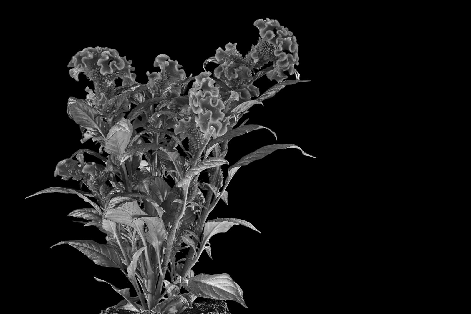 Nikon D7200 sample photo. Spring bush, fire-crested, black photography