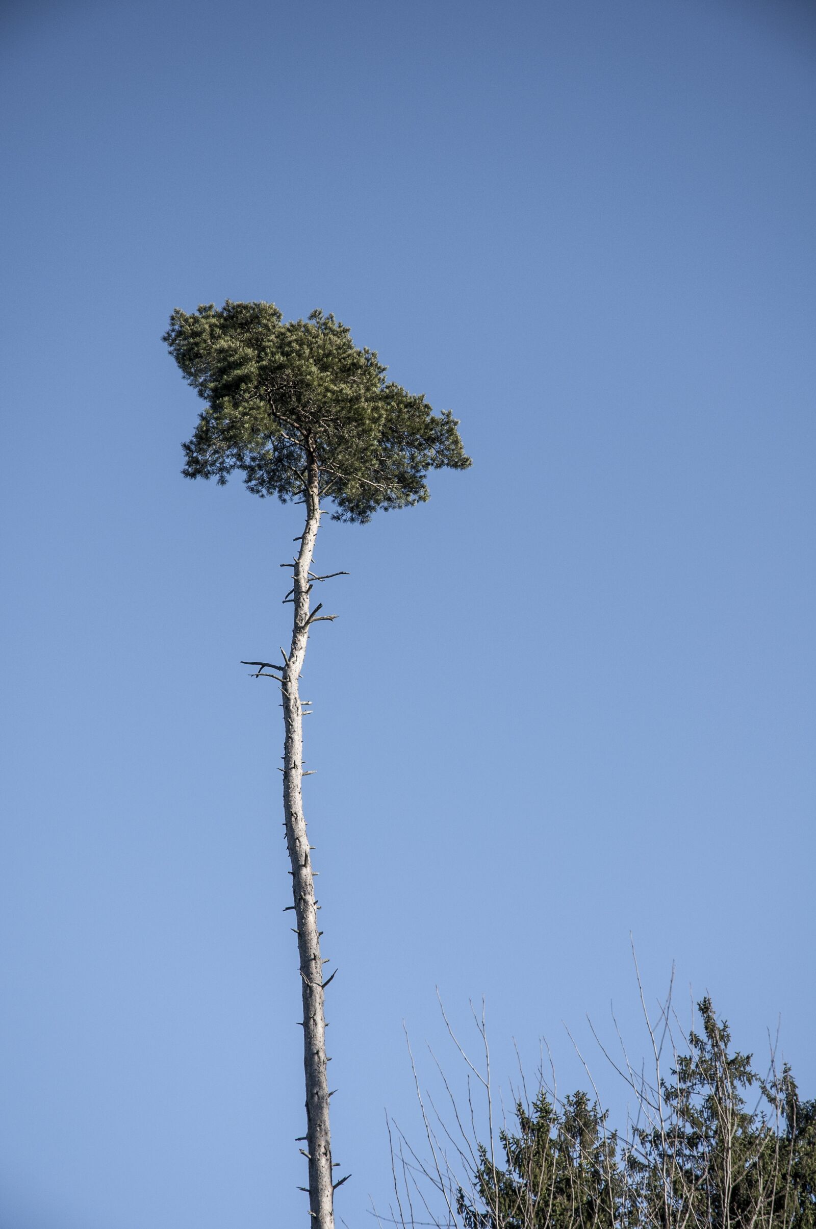 Nikon D90 sample photo. Palms of the north photography