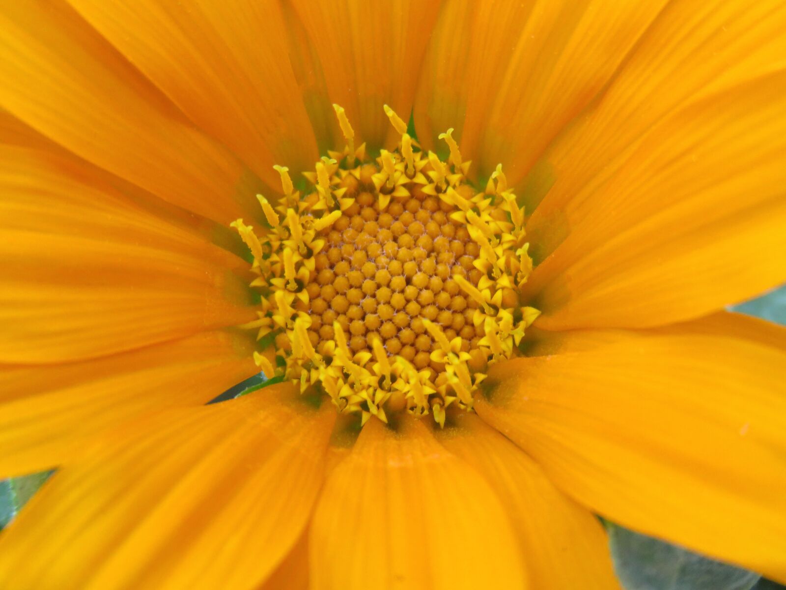 Canon PowerShot SX60 HS sample photo. Just yellow, yellow, yellow photography