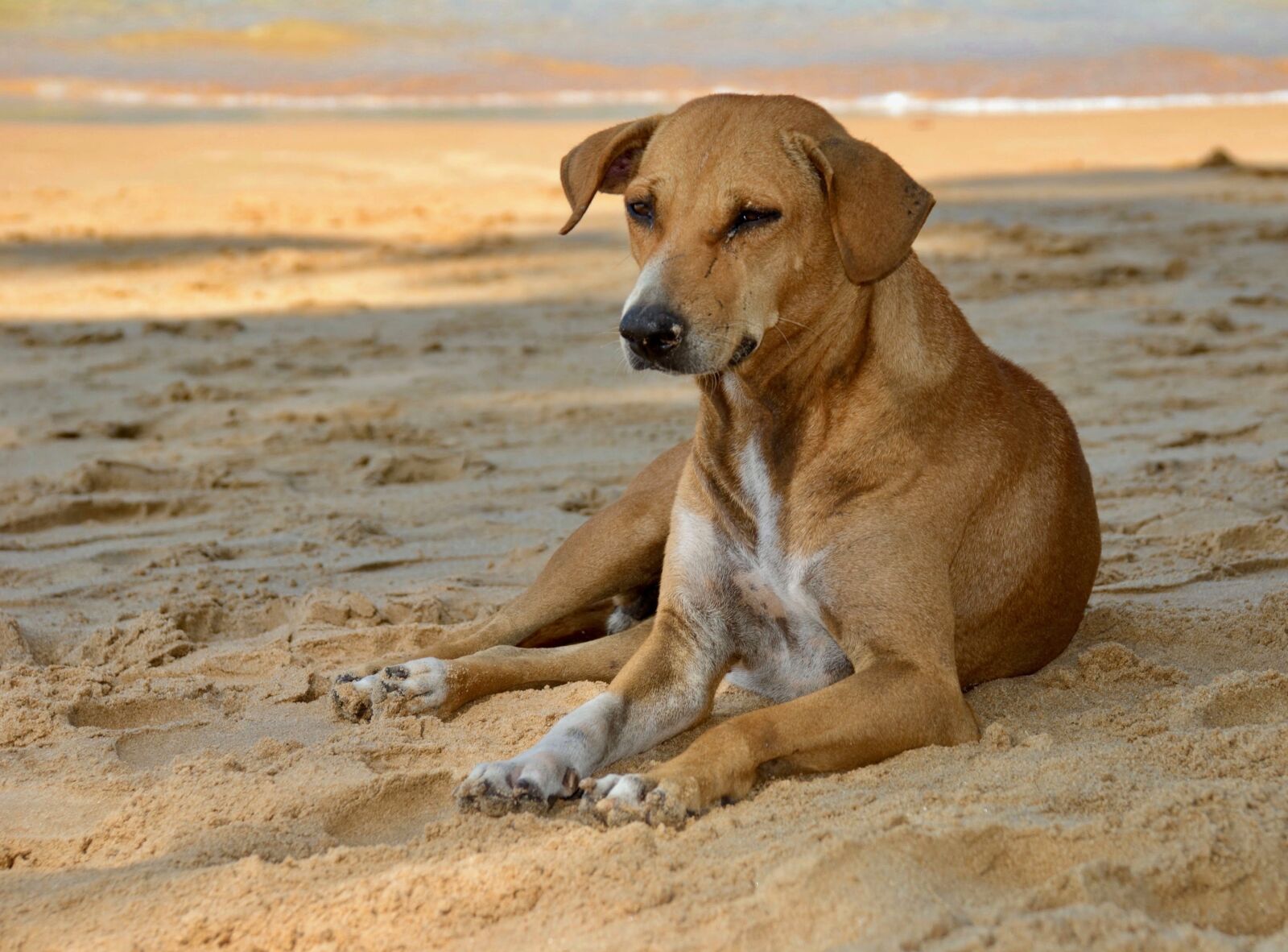Nikon D200 sample photo. Dog, sand photography