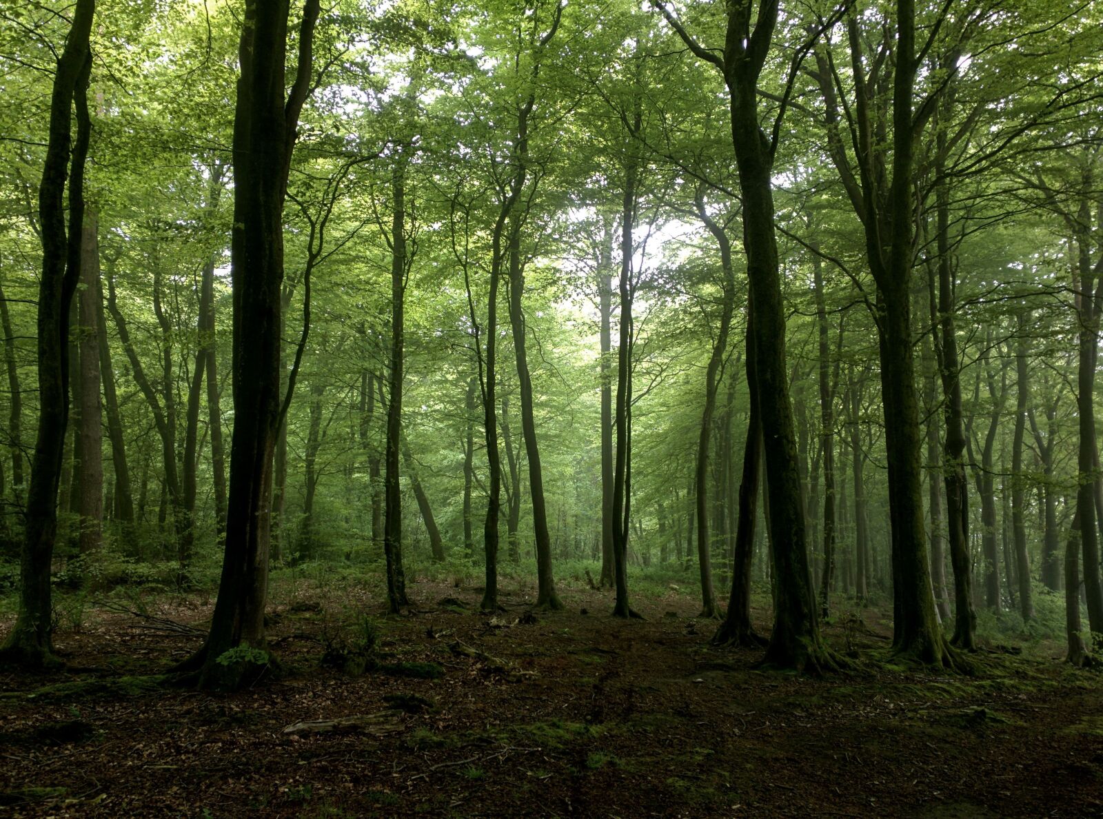 Motorola Nexus 6 sample photo. Trees, landscape, nature photography