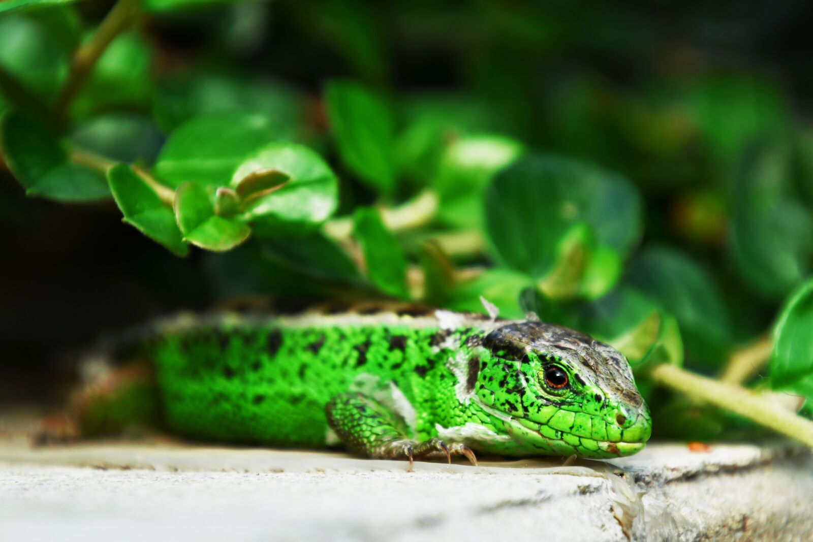 Nikon D7500 sample photo. Lizard, green lizard, shedding photography