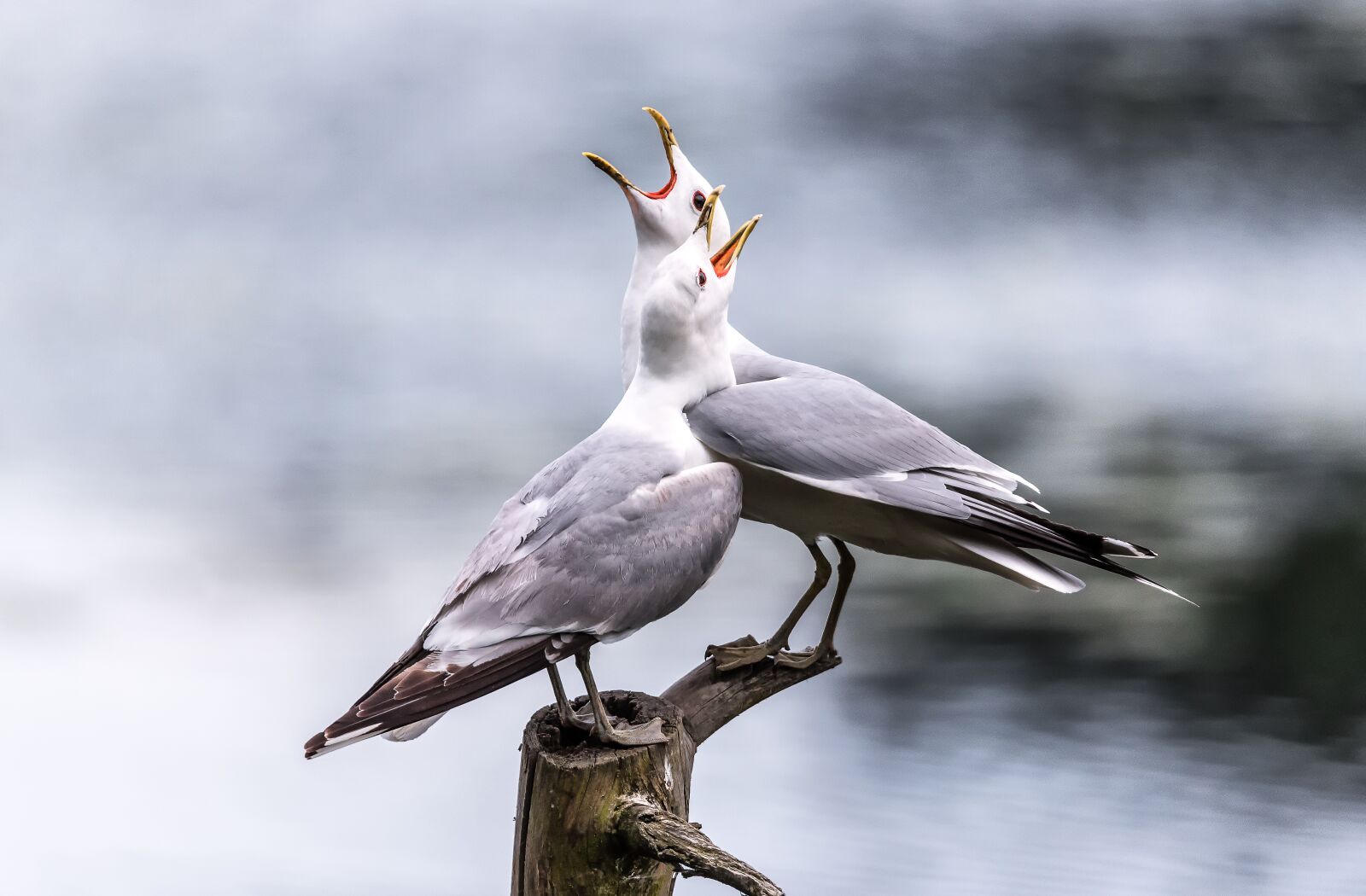Nikon D750 sample photo. Seagulls, screaming, lake photography