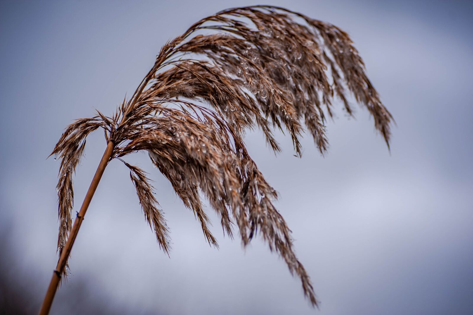 Nikon D700 sample photo. Reed, rain, close up photography