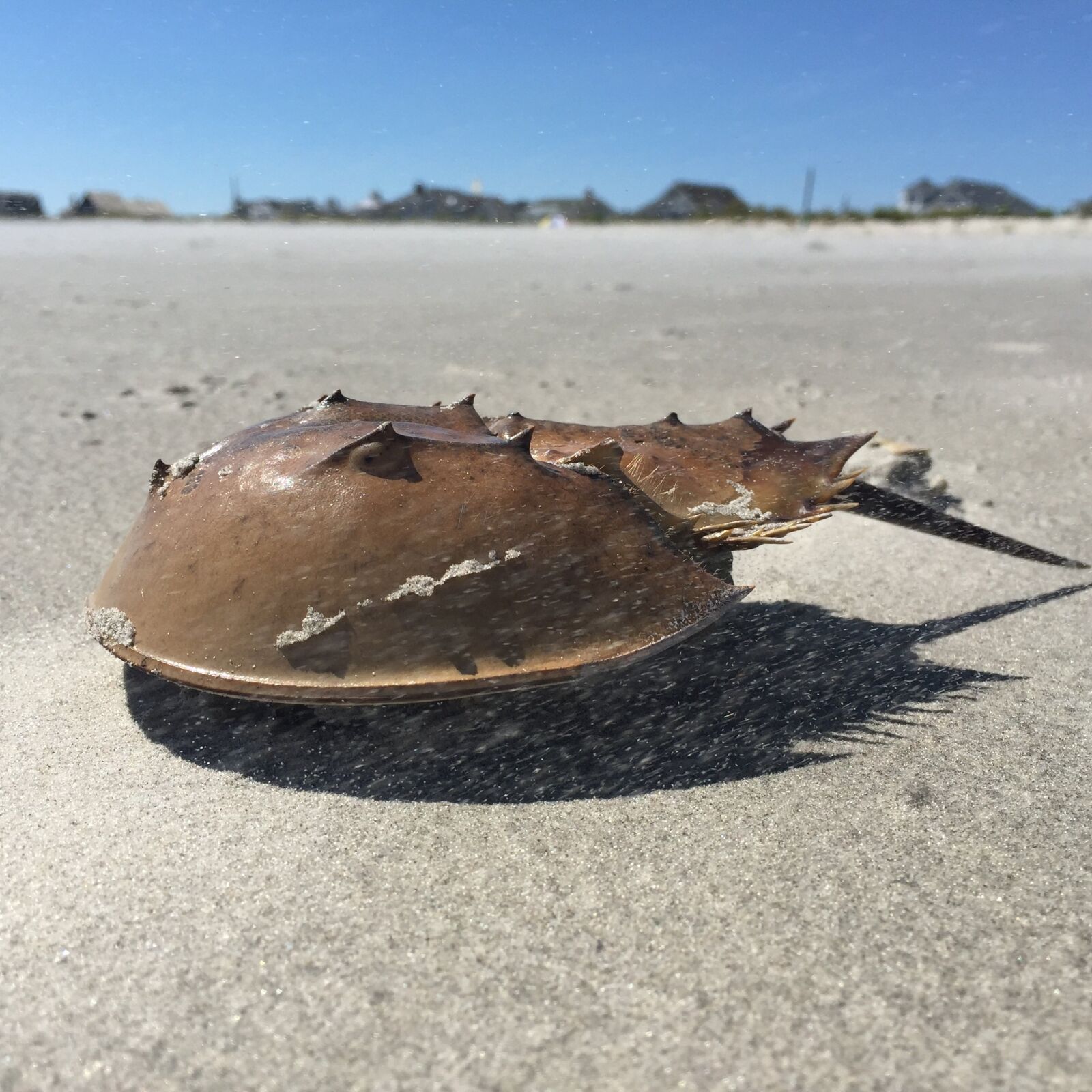 Apple iPhone 6 sample photo. Beach, horseshoe crab, new photography