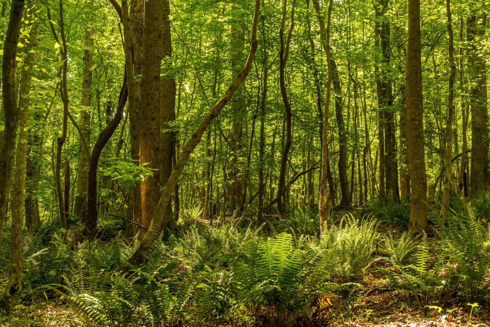 Sony E PZ 18-105mm F4 G OSS sample photo. Forest, spring forest, daylight photography