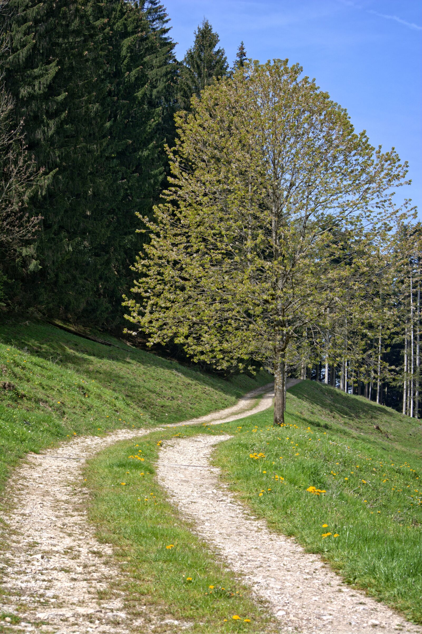 55.0-200.0mm f/4.0-f/5.6 sample photo. Away, lane, nature photography