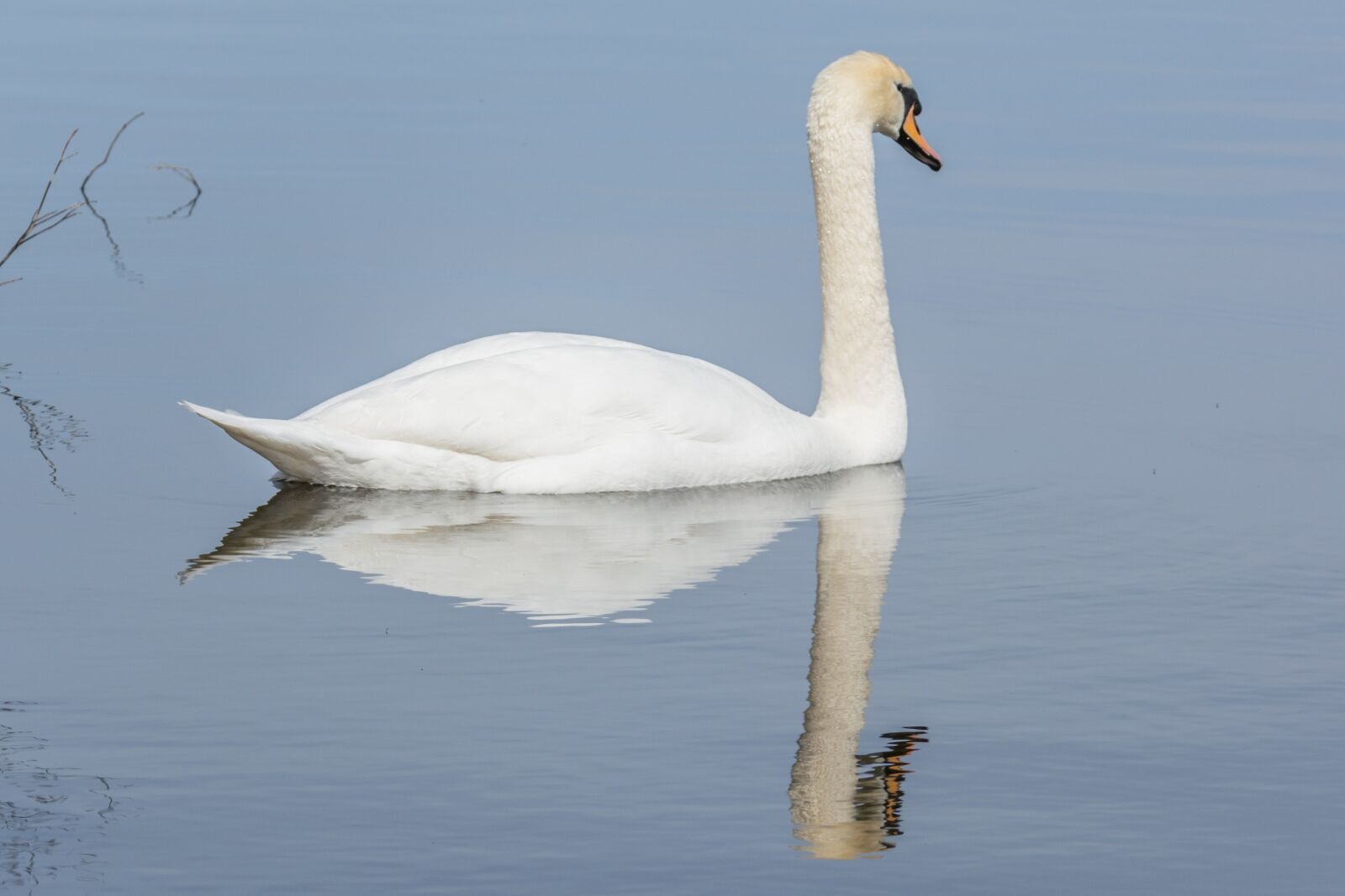 Nikon D5200 sample photo. Swan, water, bird photography