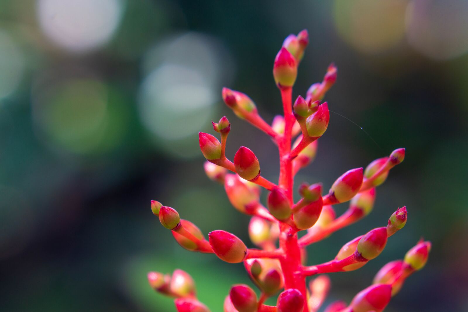 Sony a6000 + E 50mm F1.8 OSS sample photo. Red plant, bokeh, robin photography