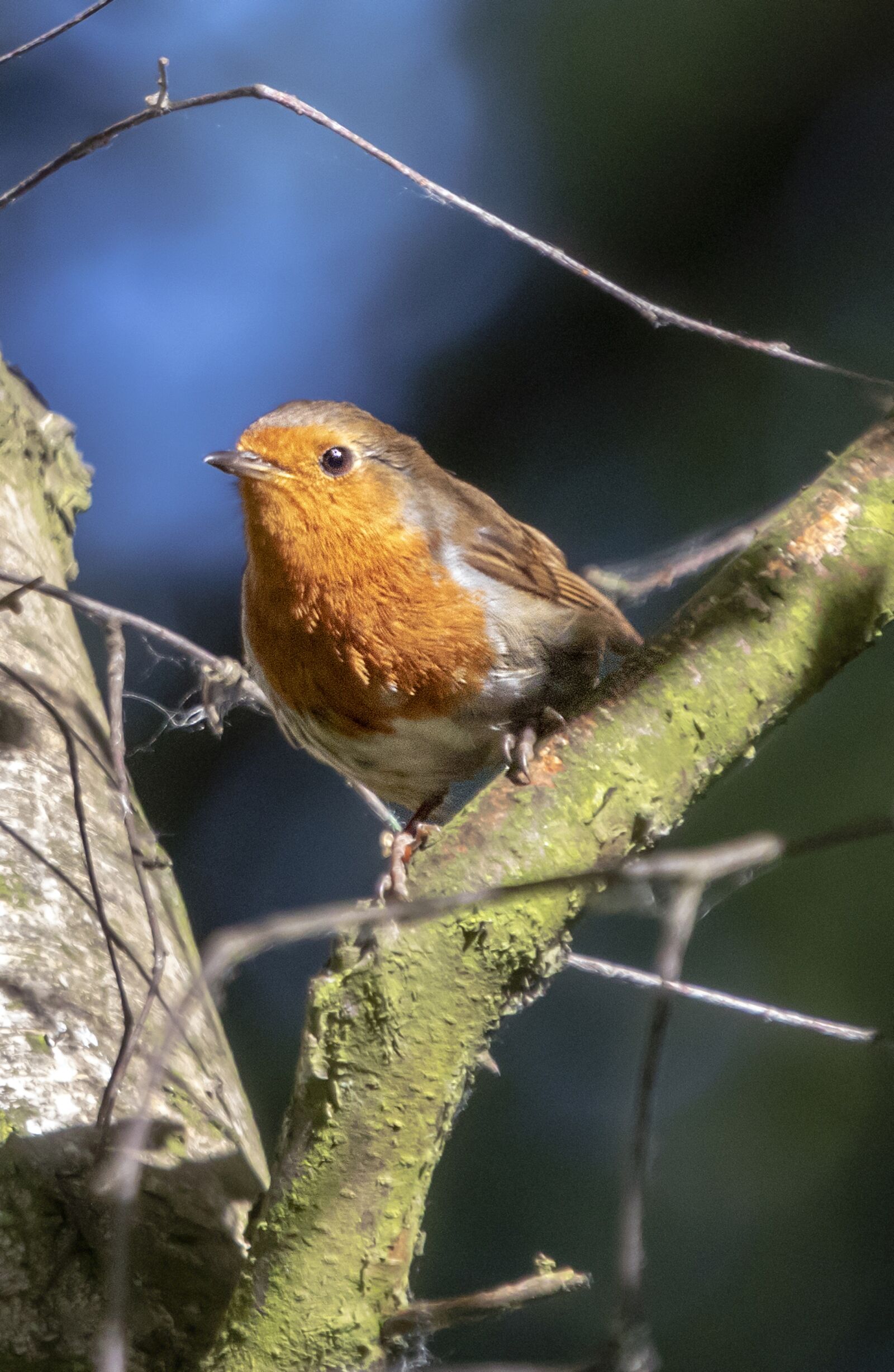 Sigma 100-400mm F5-6.3 DG OS HSM sample photo. Robin, redbreast, wing photography