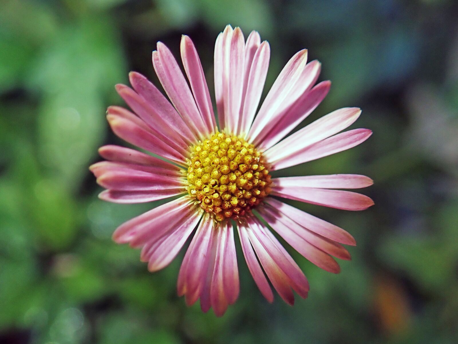 Olympus TG-5 sample photo. Daisy, pink, flower photography