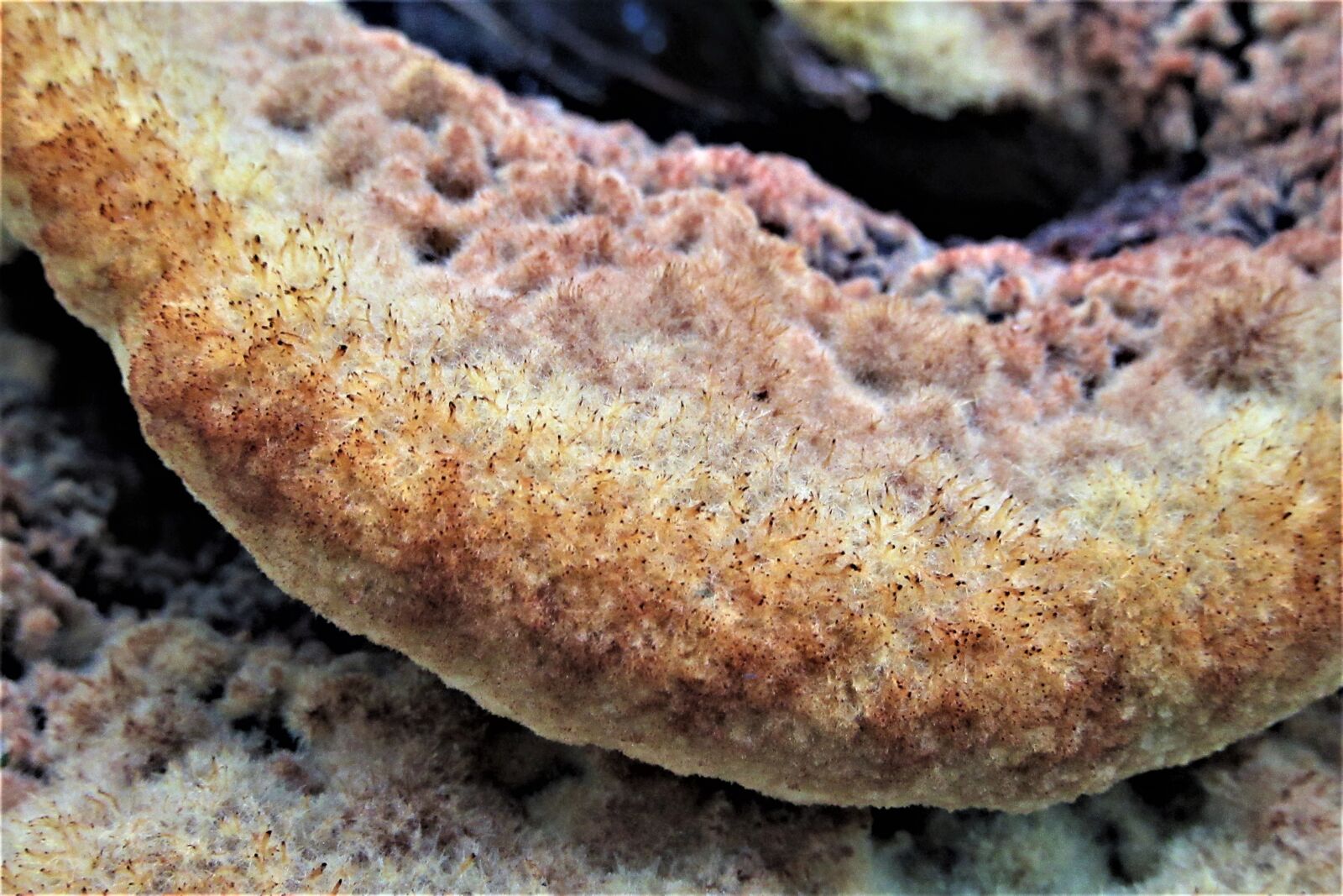 Canon PowerShot SX610 HS sample photo. Dennenvoetzwam, mushroom, close up photography