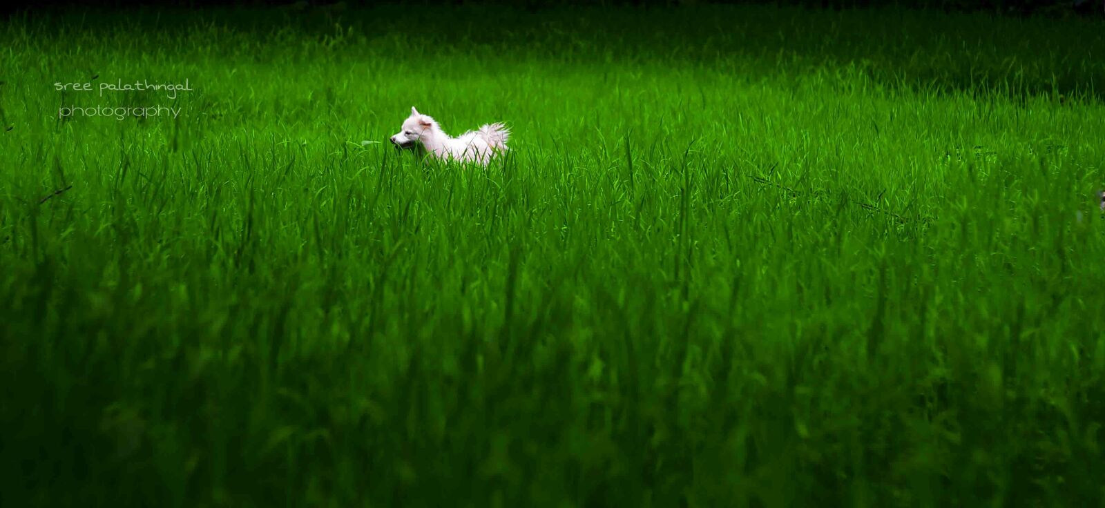 Canon EOS 1100D (EOS Rebel T3 / EOS Kiss X50) sample photo. Sree, palathingal photography