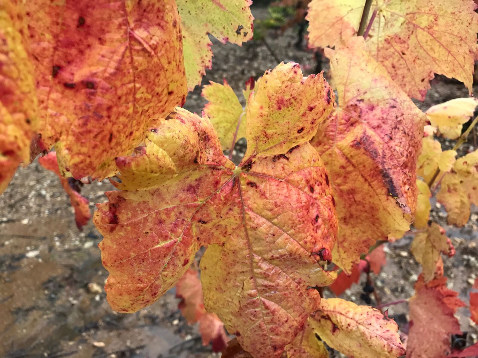 Apple iPhone 7 Plus sample photo. Winegrowing, wine, landscape photography