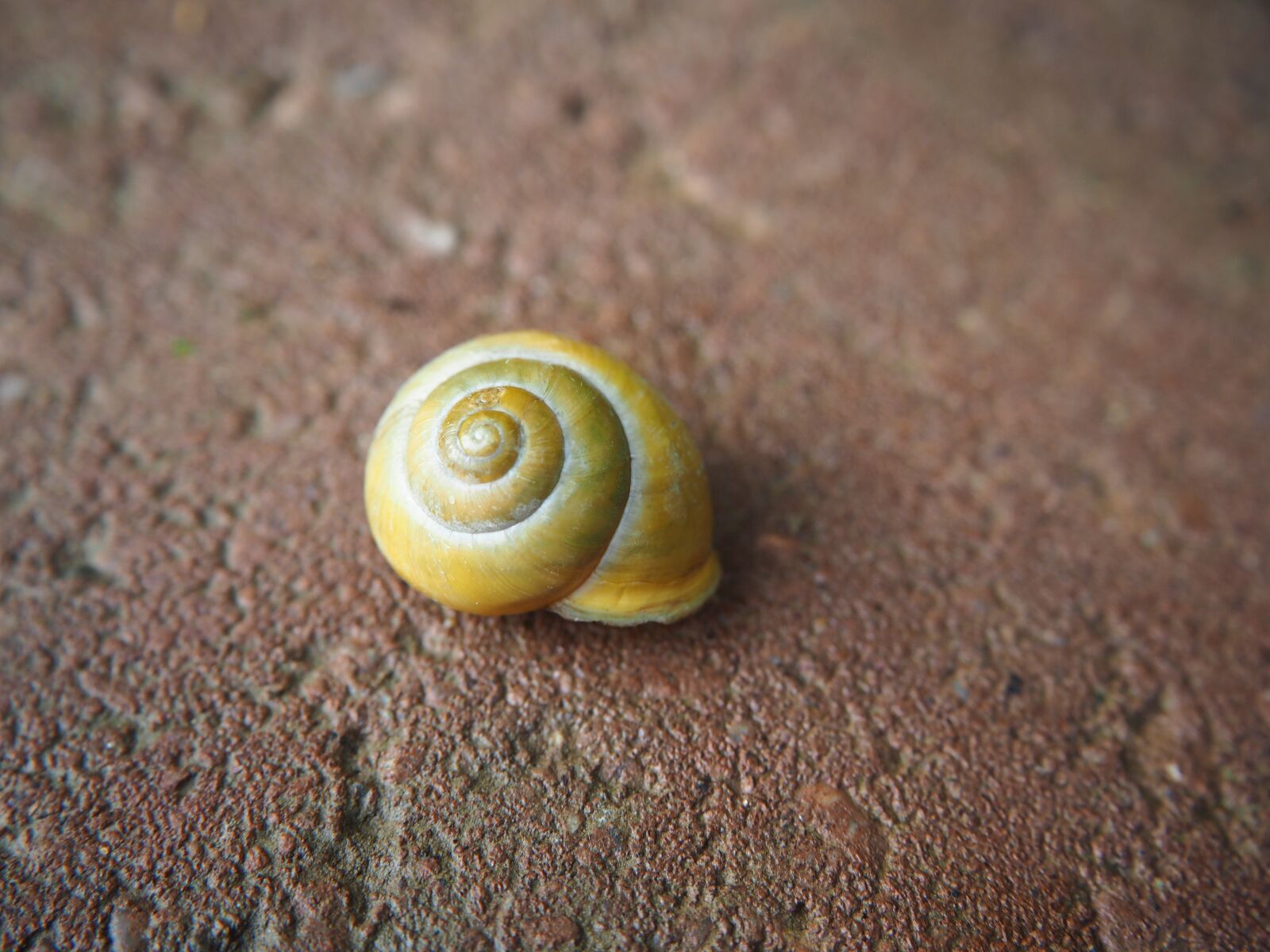 Olympus OM-D E-M10 sample photo. Shell, nature, garden spiral photography