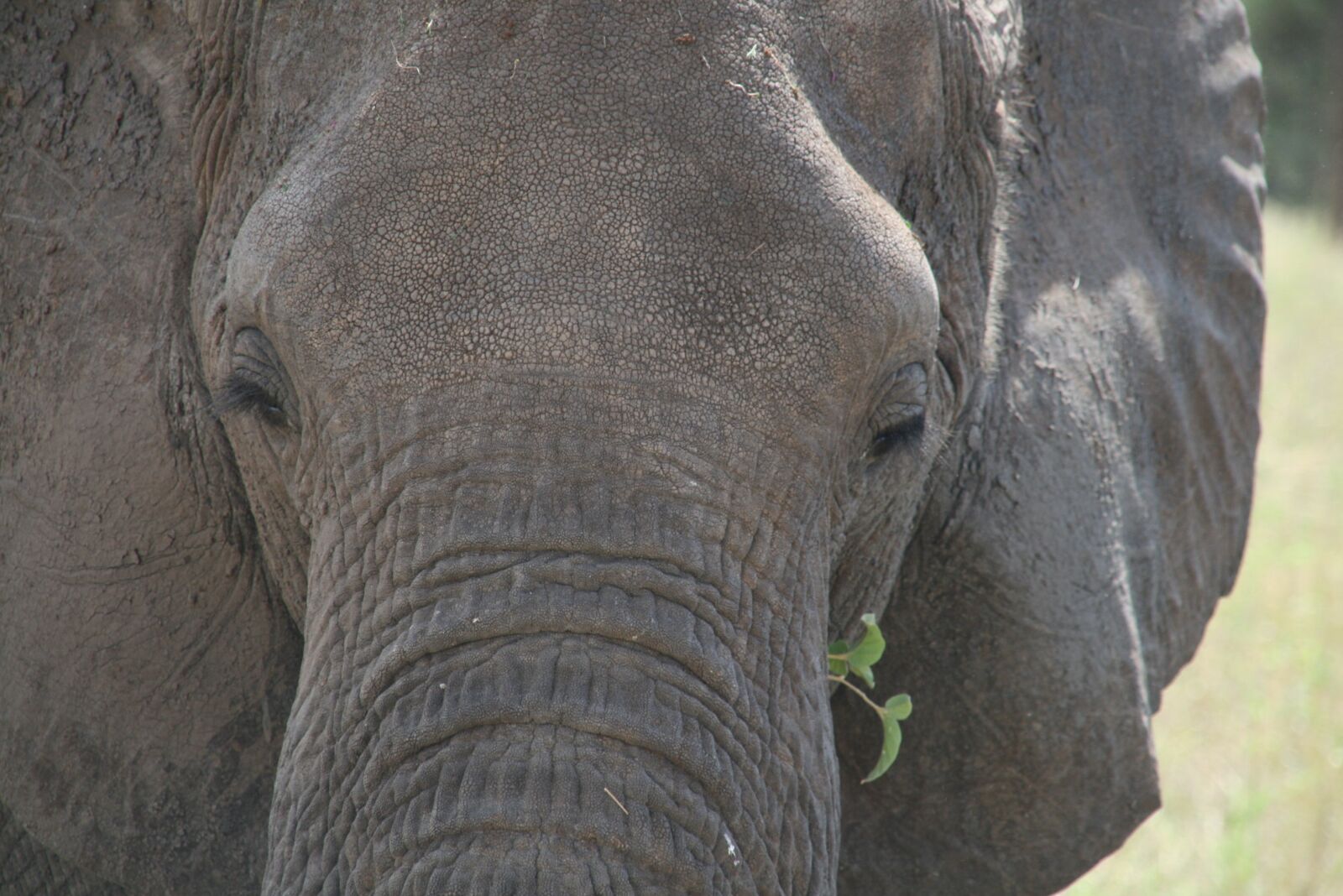 Canon EOS 400D (EOS Digital Rebel XTi / EOS Kiss Digital X) sample photo. Elephant, look, africa photography