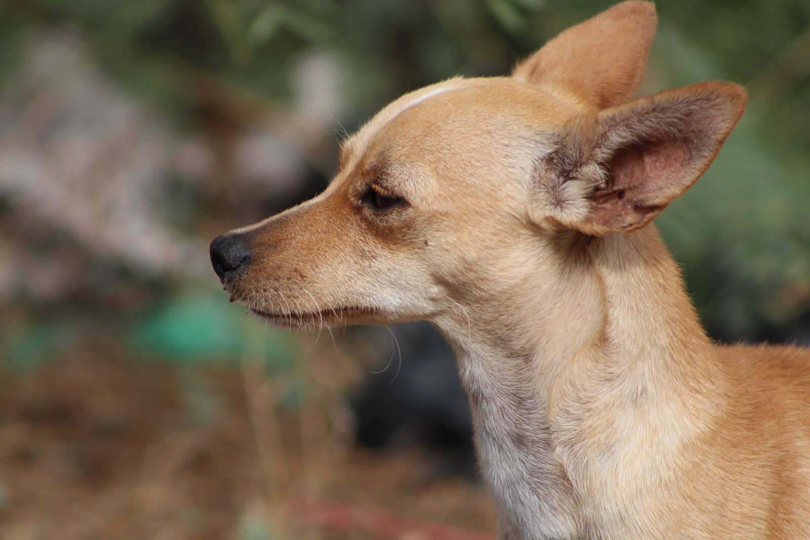 Canon EOS 80D sample photo. Chihuahua, dog, cute photography