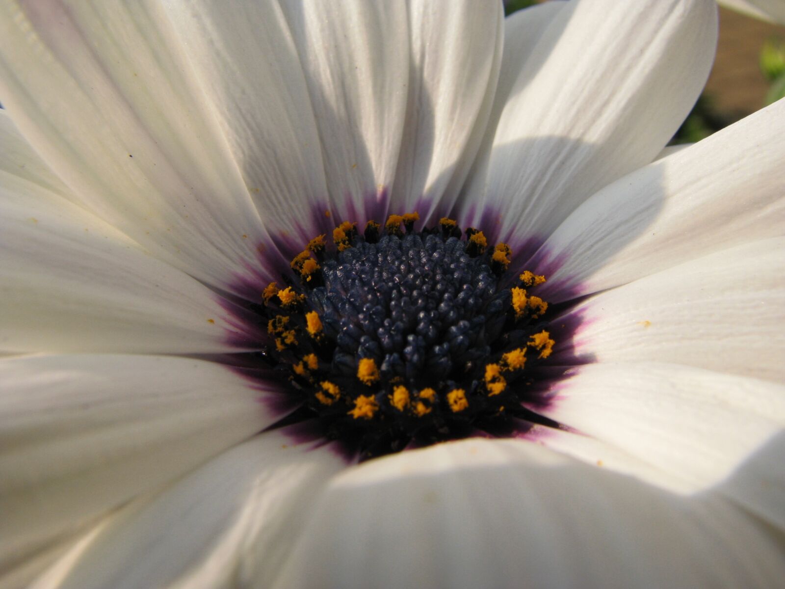 Canon POWERSHOT S5 IS sample photo. Blossom, bloom, white photography