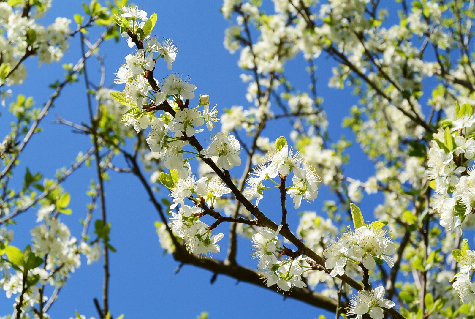 Nikon 1 Nikkor 11-27.5mm F3.5-5.6 sample photo. Apple blossoms, spring, white photography