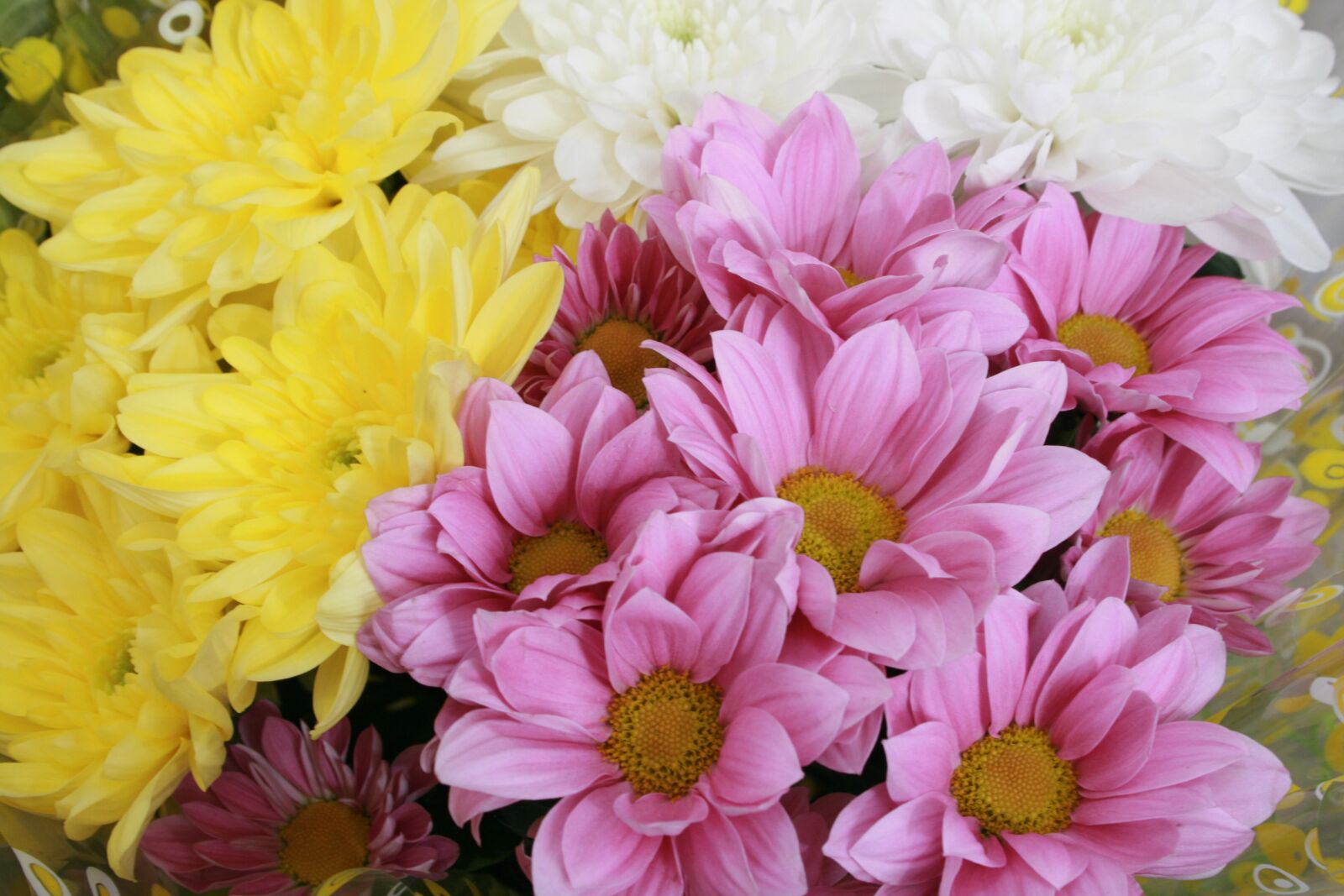 Canon EOS 400D (EOS Digital Rebel XTi / EOS Kiss Digital X) sample photo. Chrysanthemum, flowers, yellow photography