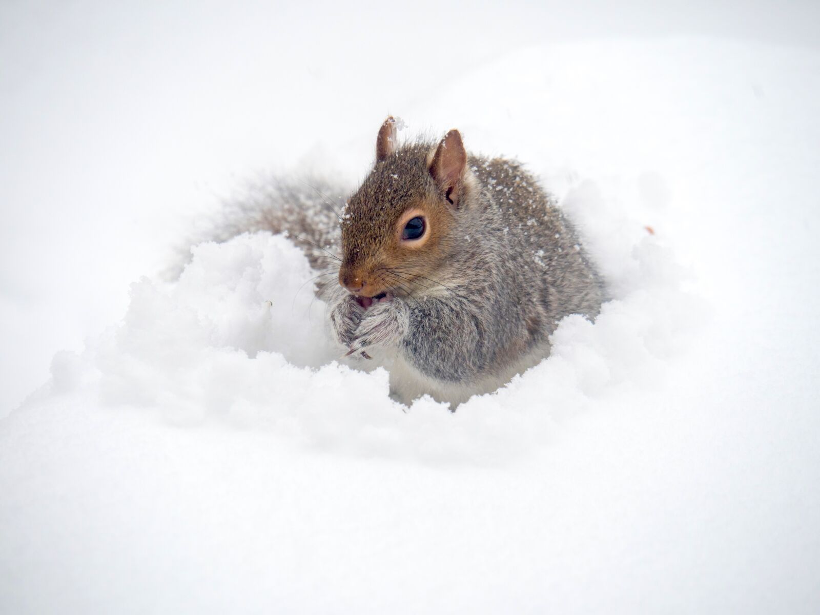 Olympus OM-D E-M1 Mark II sample photo. Squirrel, winter, animal photography