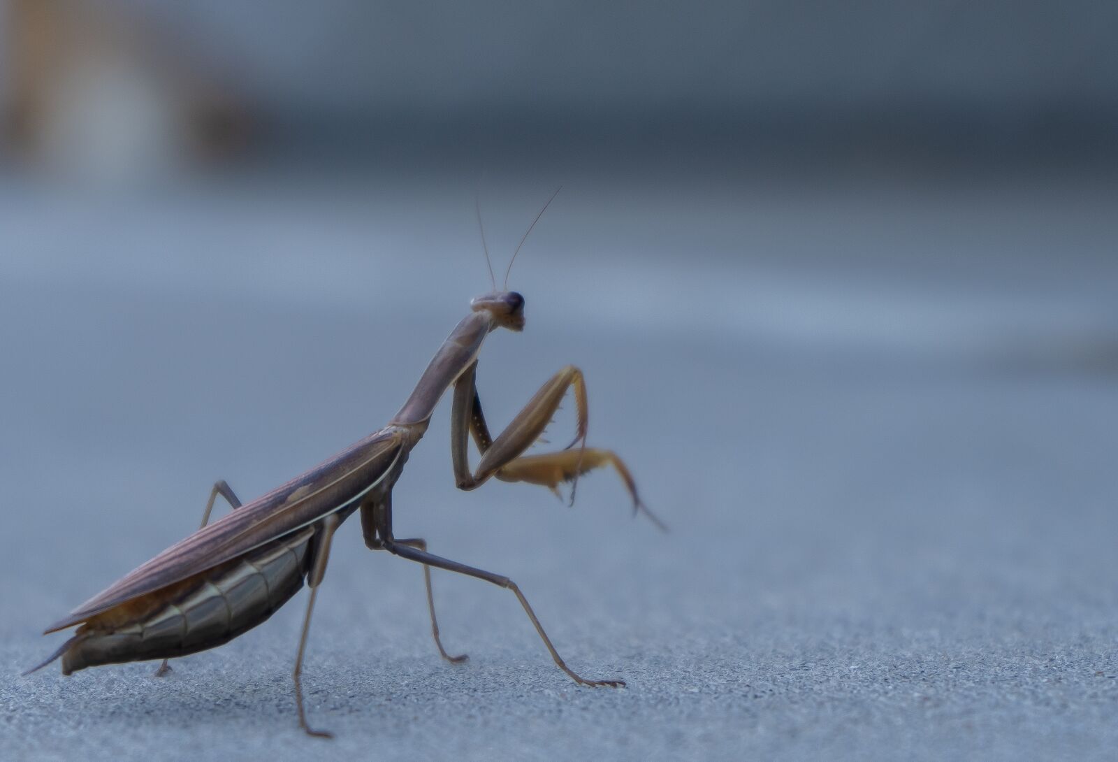 Sony FE 28-70mm F3.5-5.6 OSS sample photo. Praying mantis, bugs, insect photography