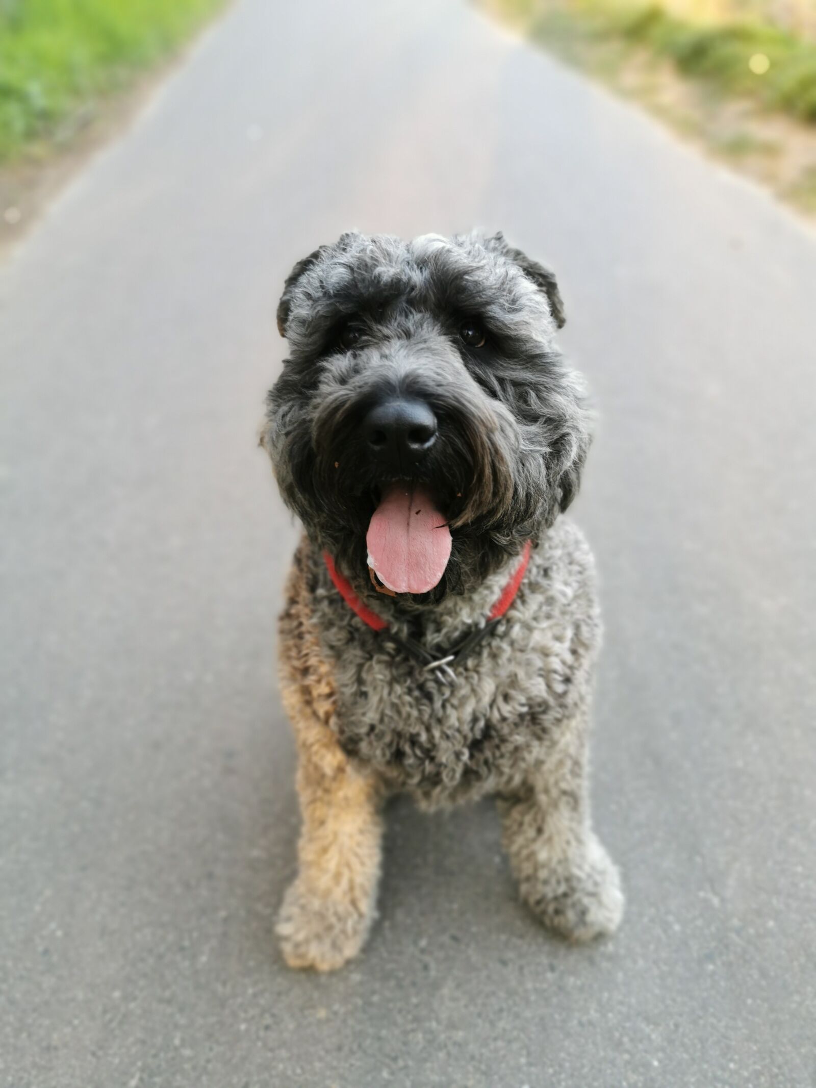 HUAWEI P30 Pro sample photo. Dog, animal, pet photography