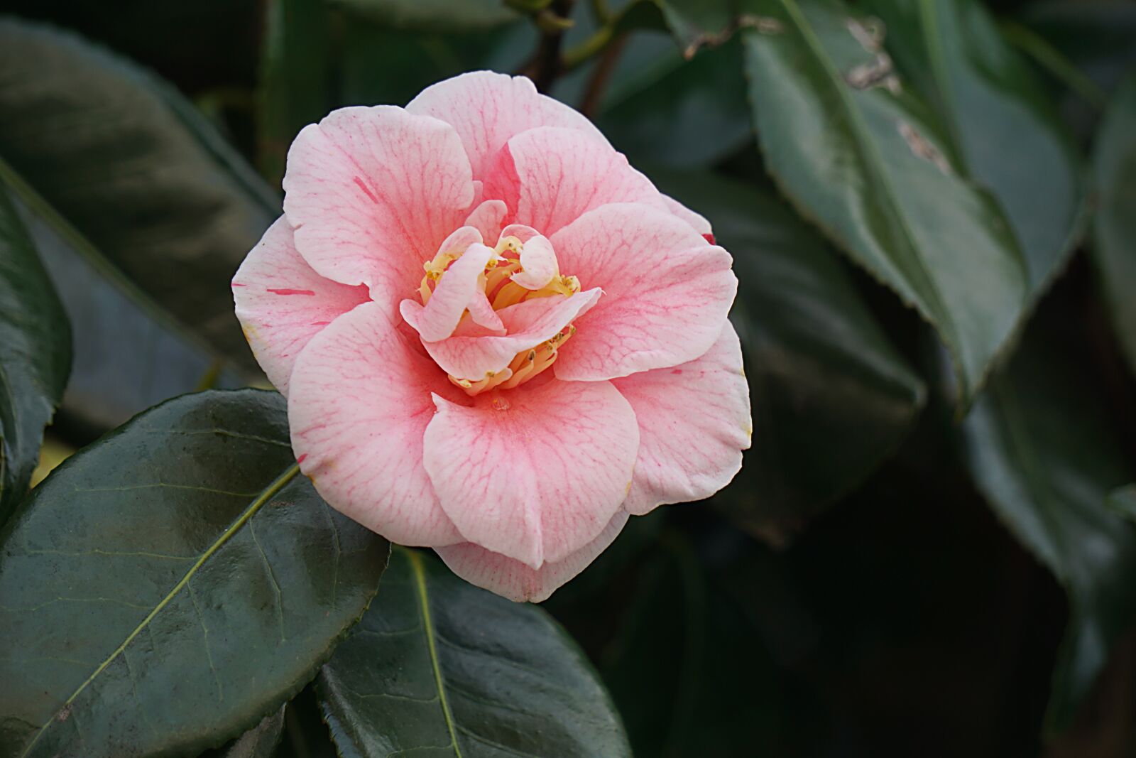 Sony a6000 sample photo. Flower, japan quince, flowering photography