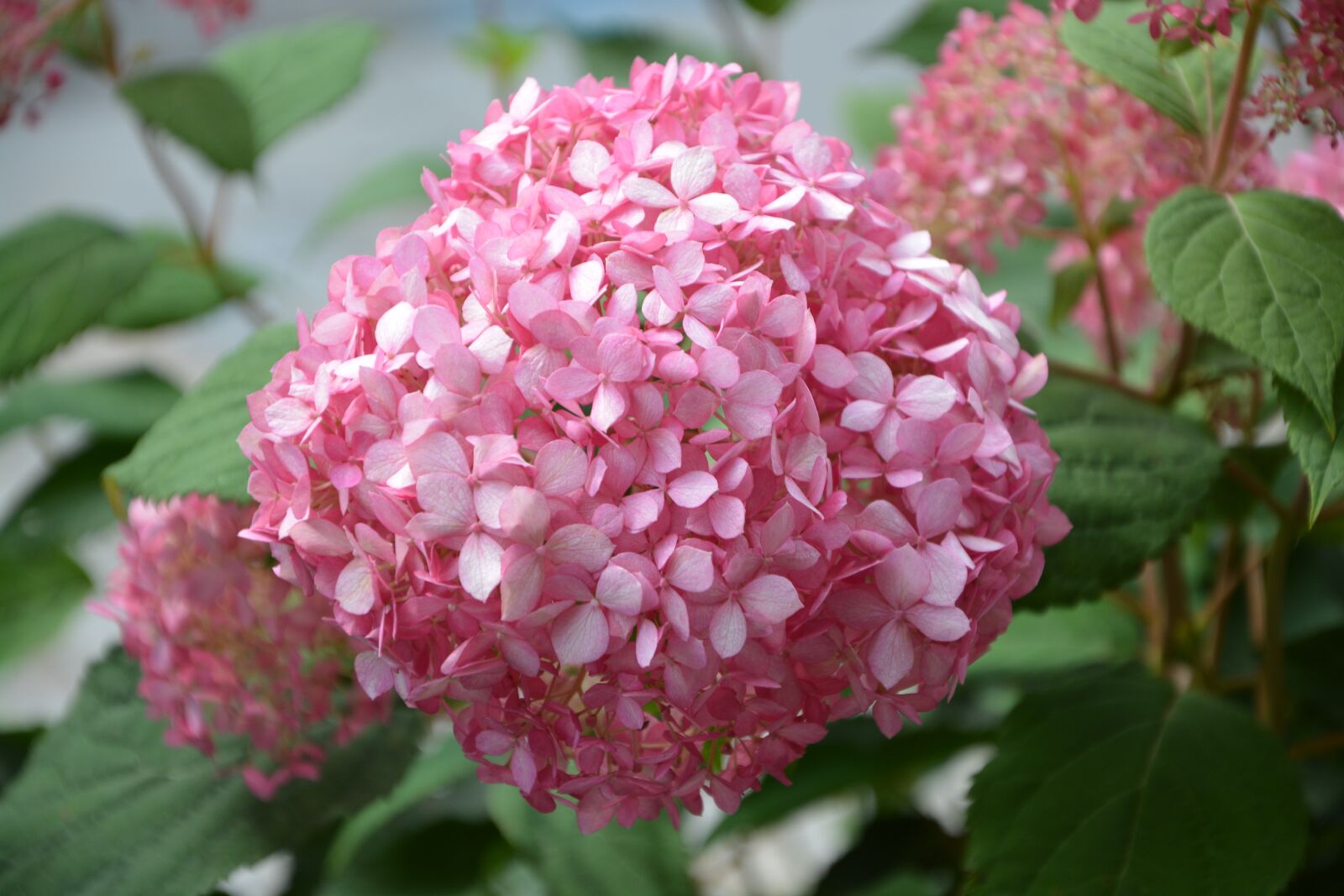 Nikon D5200 sample photo. Flower, pink hydrangea, rose photography