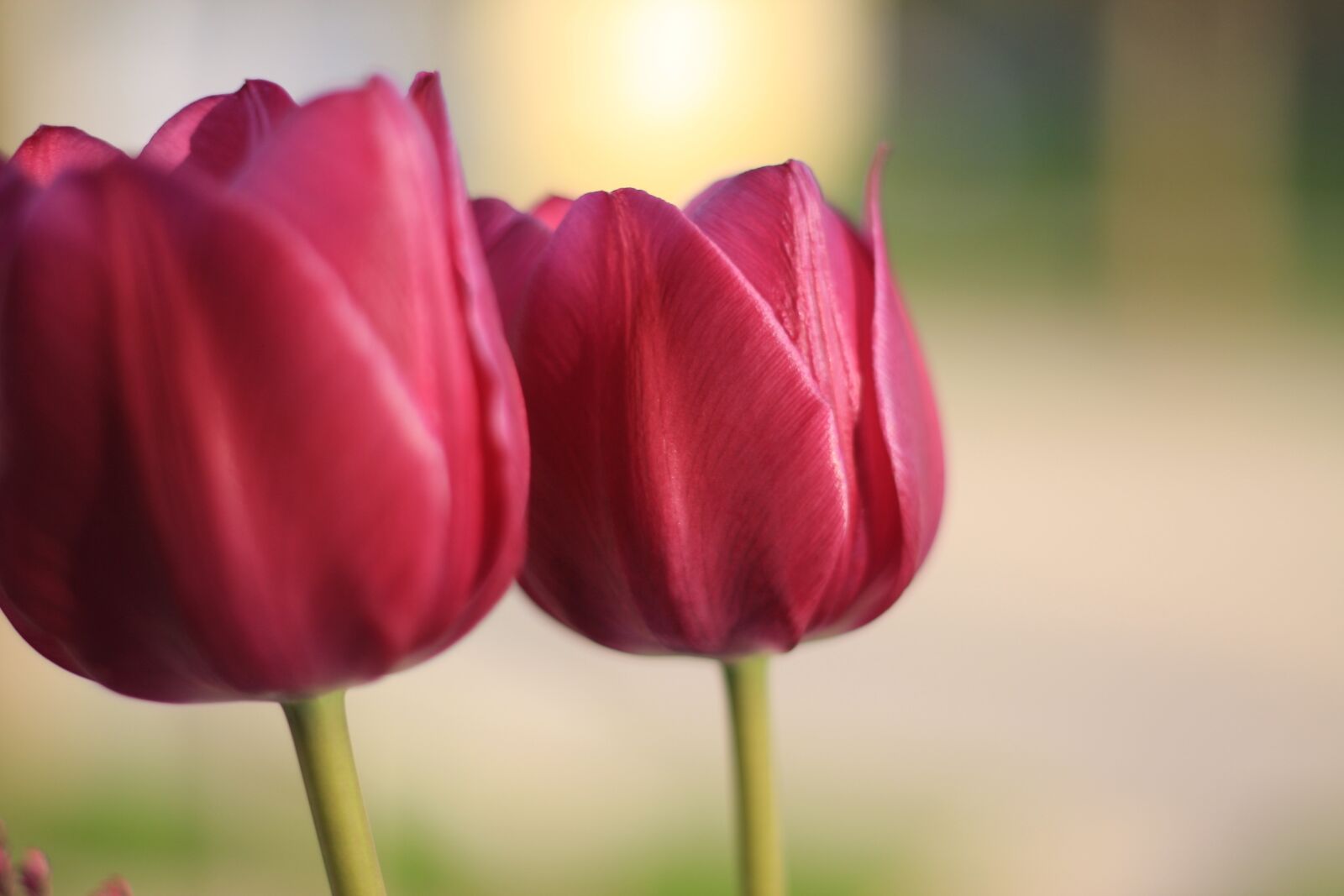 Canon EOS 40D sample photo. Tulip, spring, flower photography