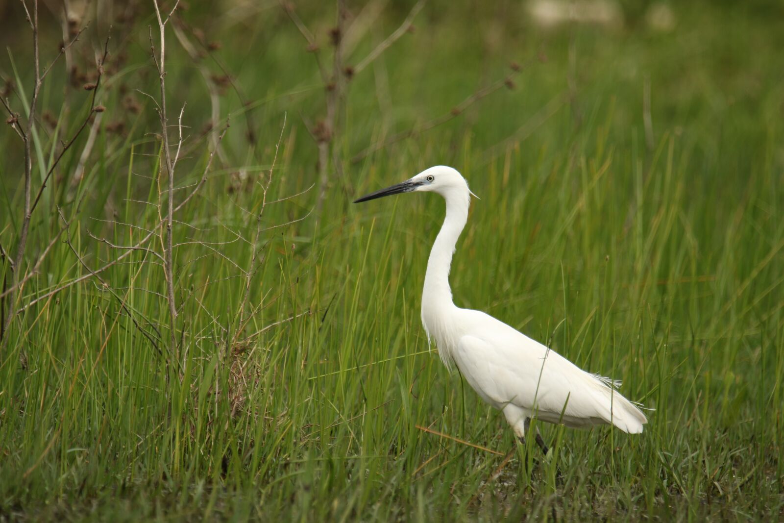 Canon EOS 7D Mark II sample photo. Bird, little egret, white photography
