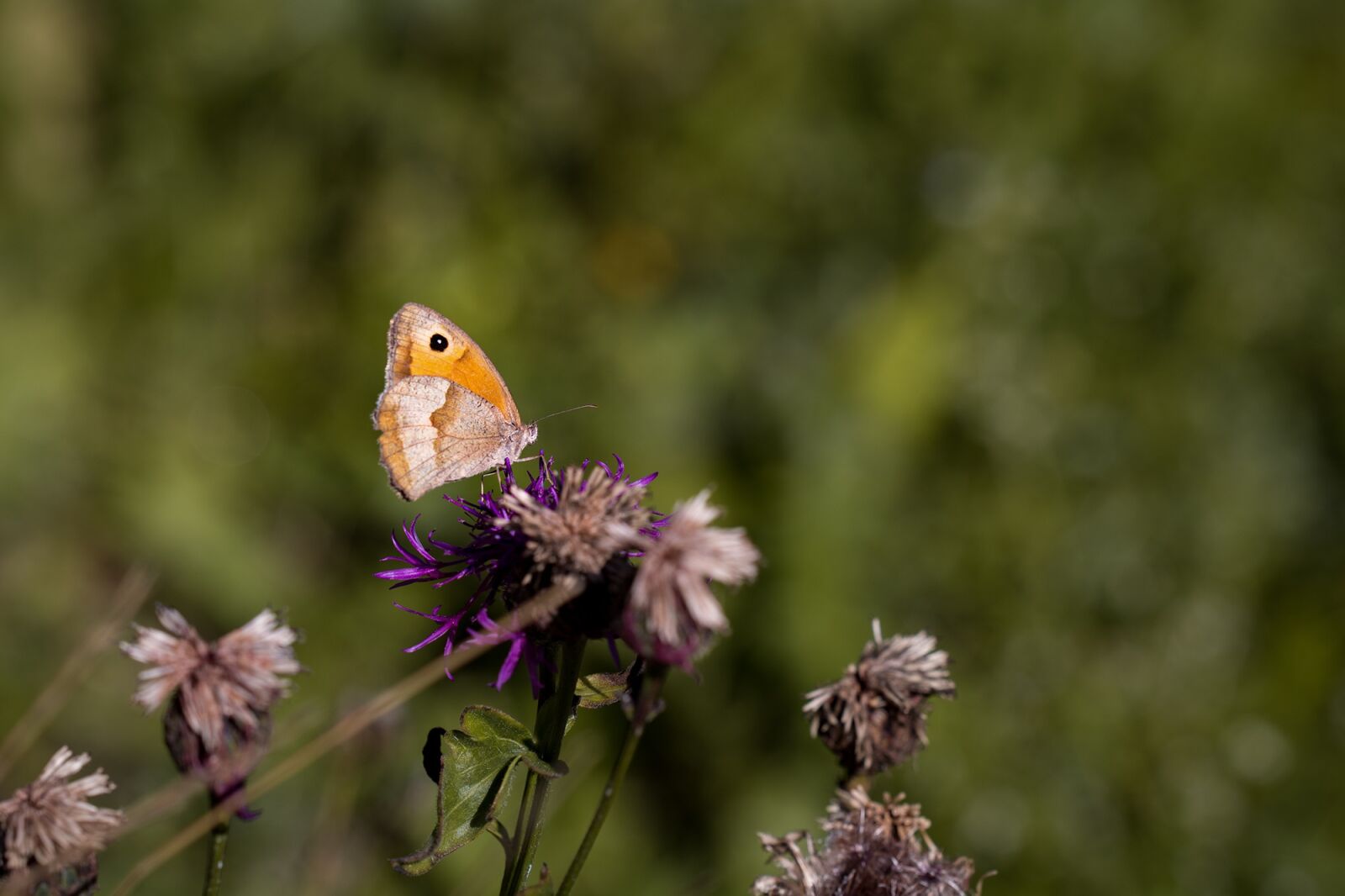 Nikon D7100 sample photo. Butterfly, meadow brown, maniola photography
