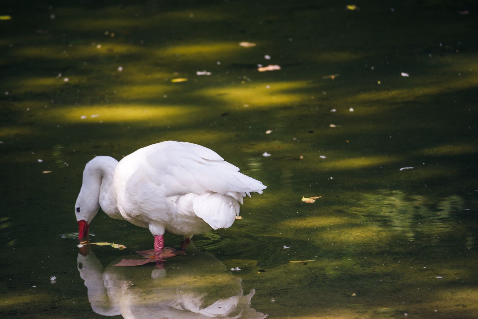 Nikon D800 sample photo. White bird, zoo, cage photography