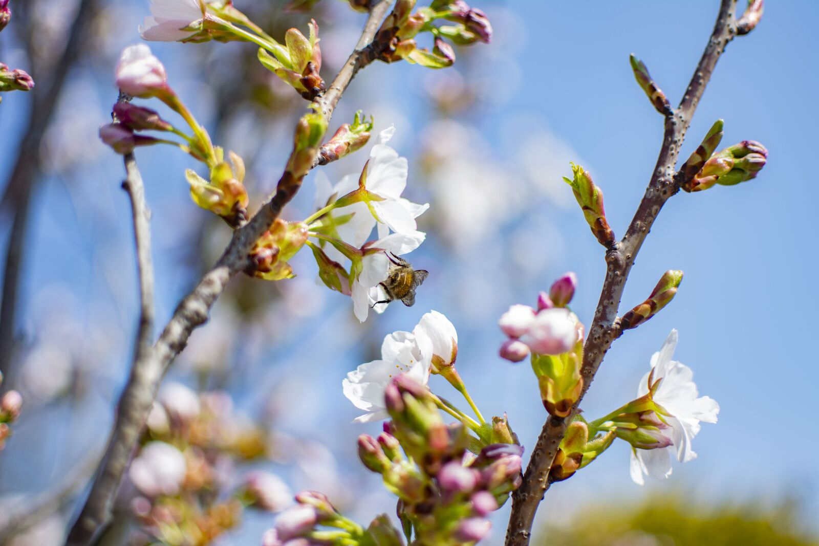 Nikon D5200 sample photo. Spring, sunny, flowers photography