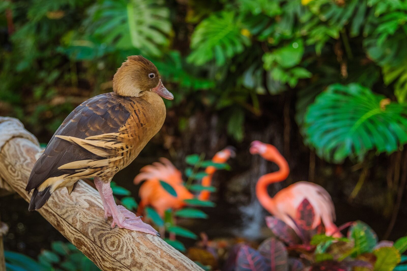 Nikon D750 sample photo. Duck, flamingo, flamingos photography