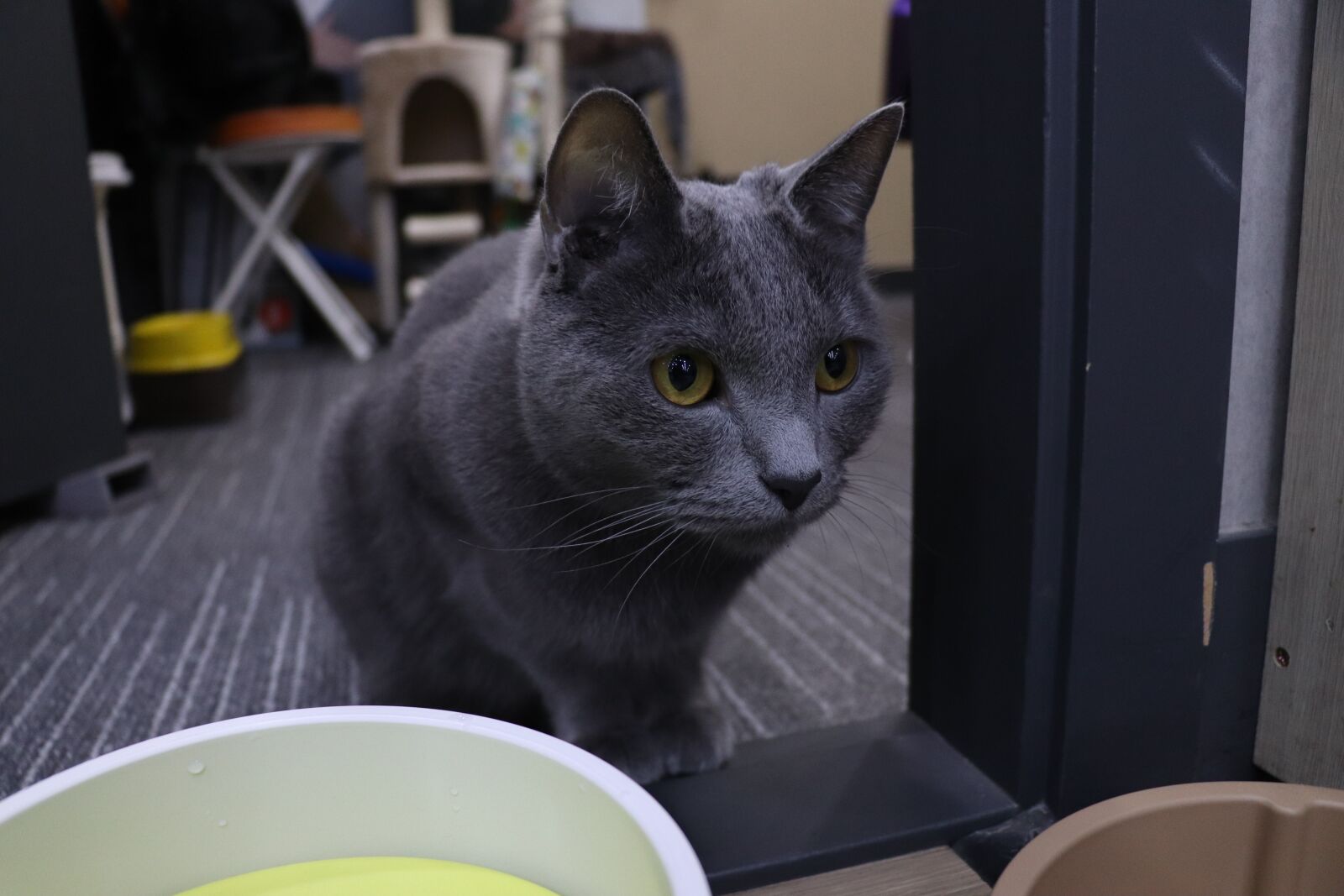Canon EOS 77D (EOS 9000D / EOS 770D) sample photo. Domestic of, portraits, sitting photography