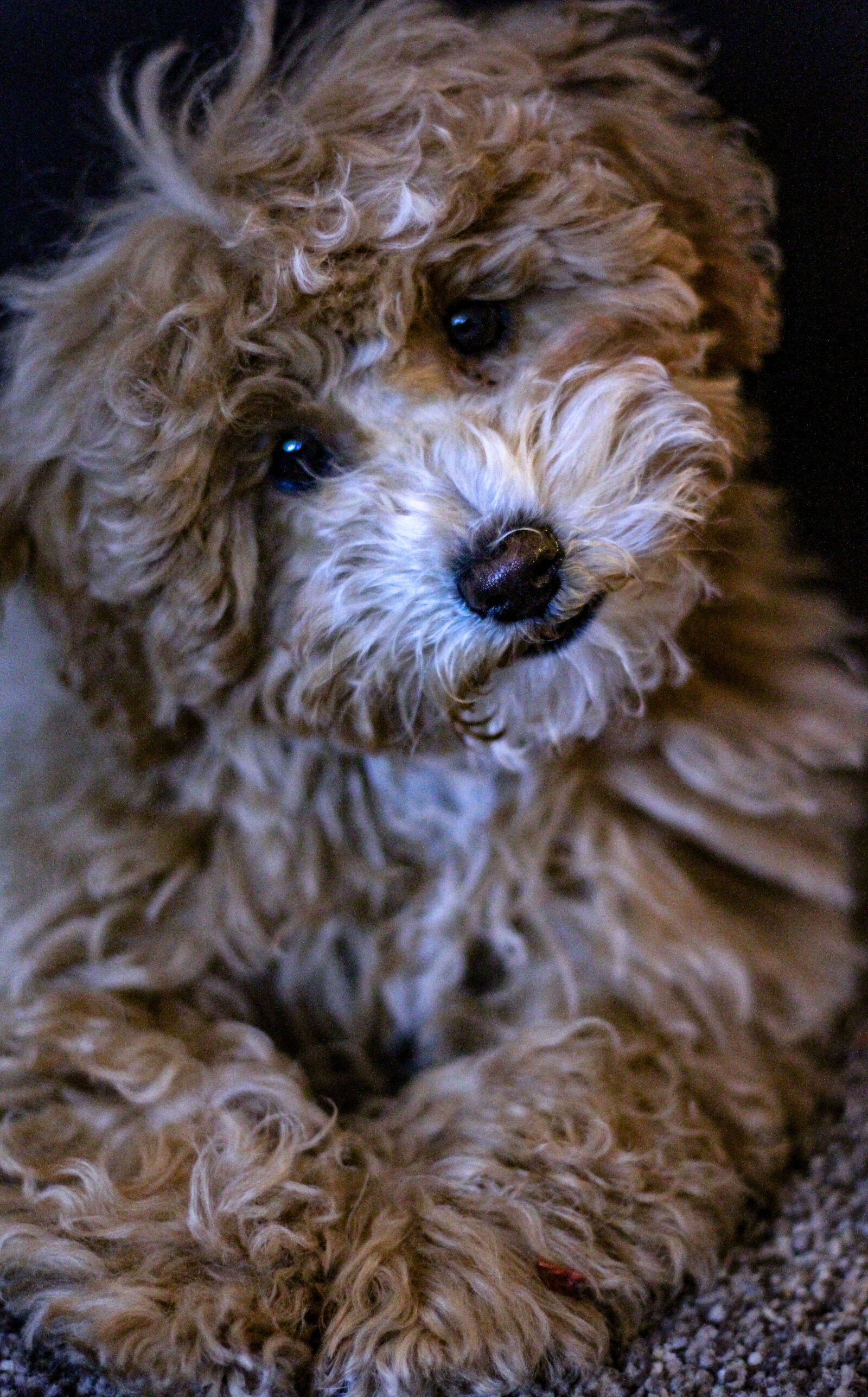 Canon EOS 7D + Canon EF 50mm F1.8 STM sample photo. Eyes, fur, head, poochon photography