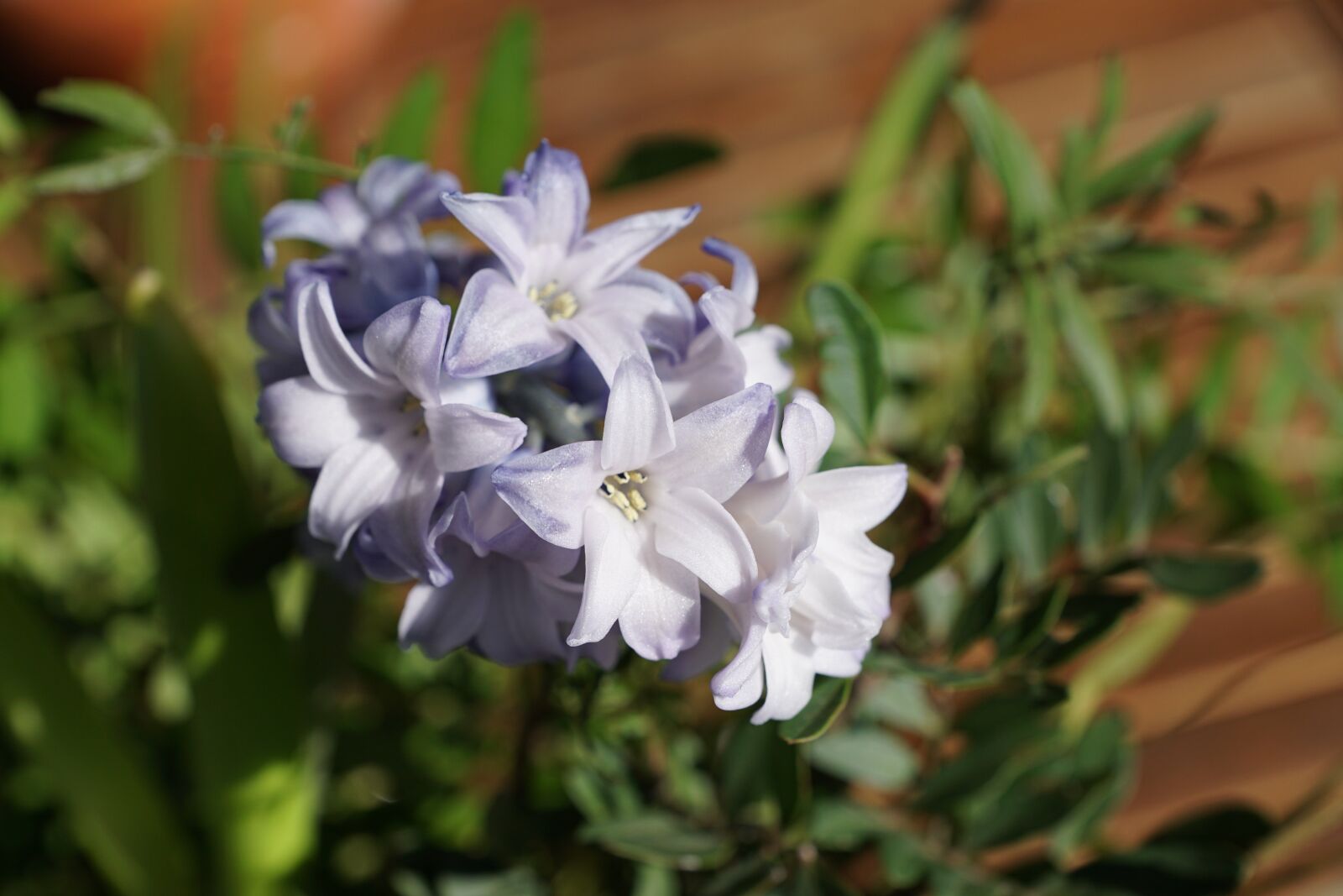 Sony ILCA-77M2 sample photo. Hyazinth, flower, blue photography