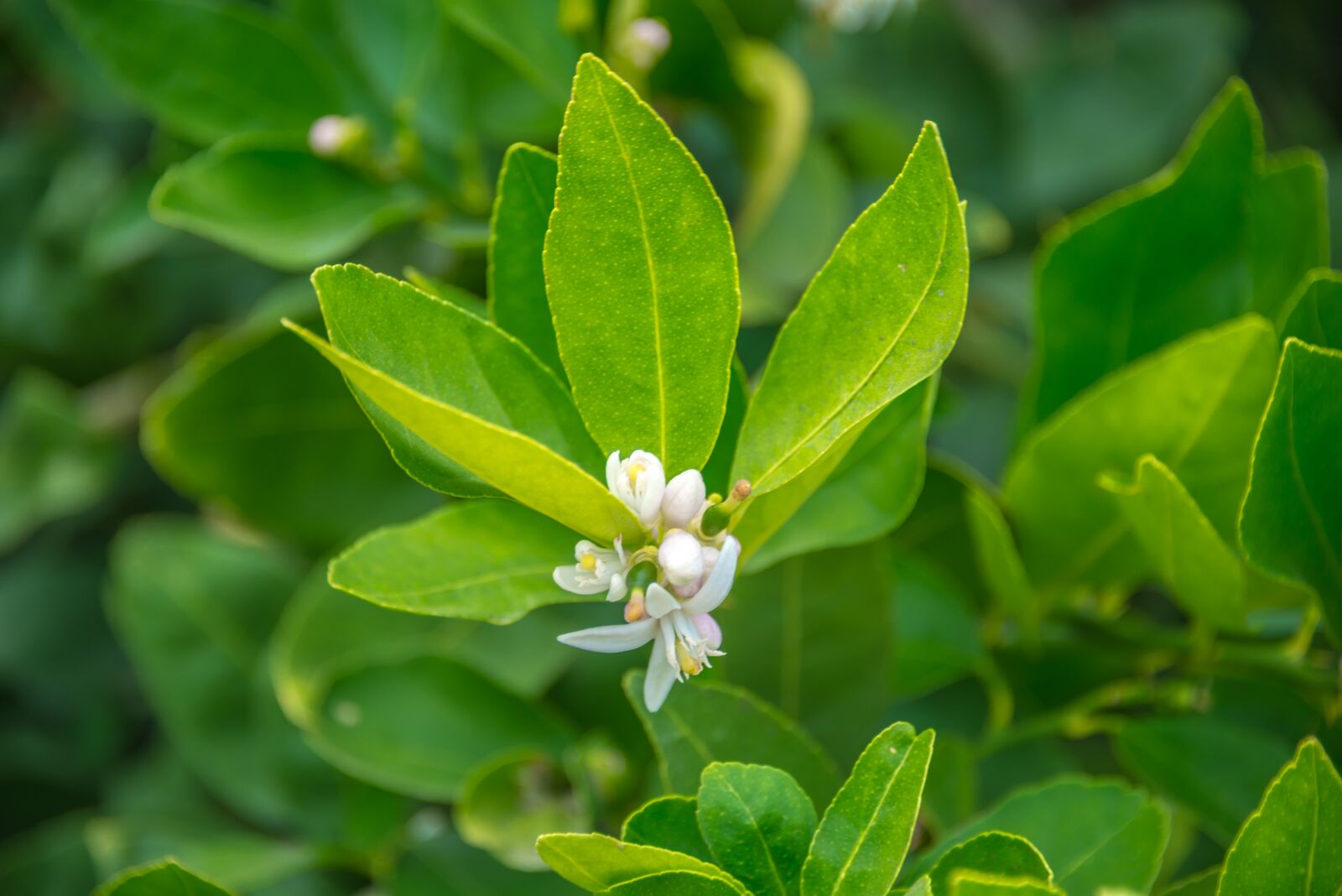 Nikon D800 sample photo. Blooming lemon tree, green photography