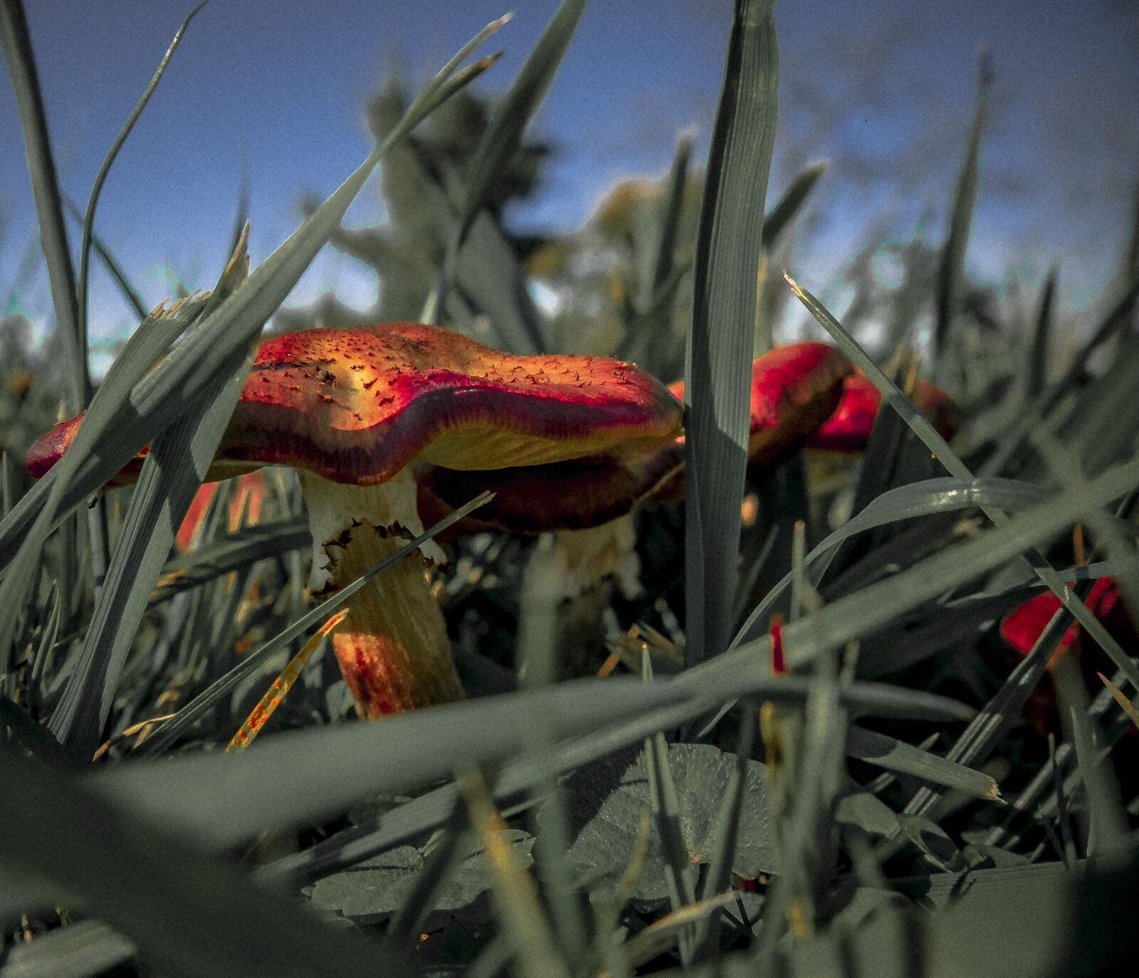 Olympus OM-D E-M10 sample photo. Mushroom, meadow, plant photography