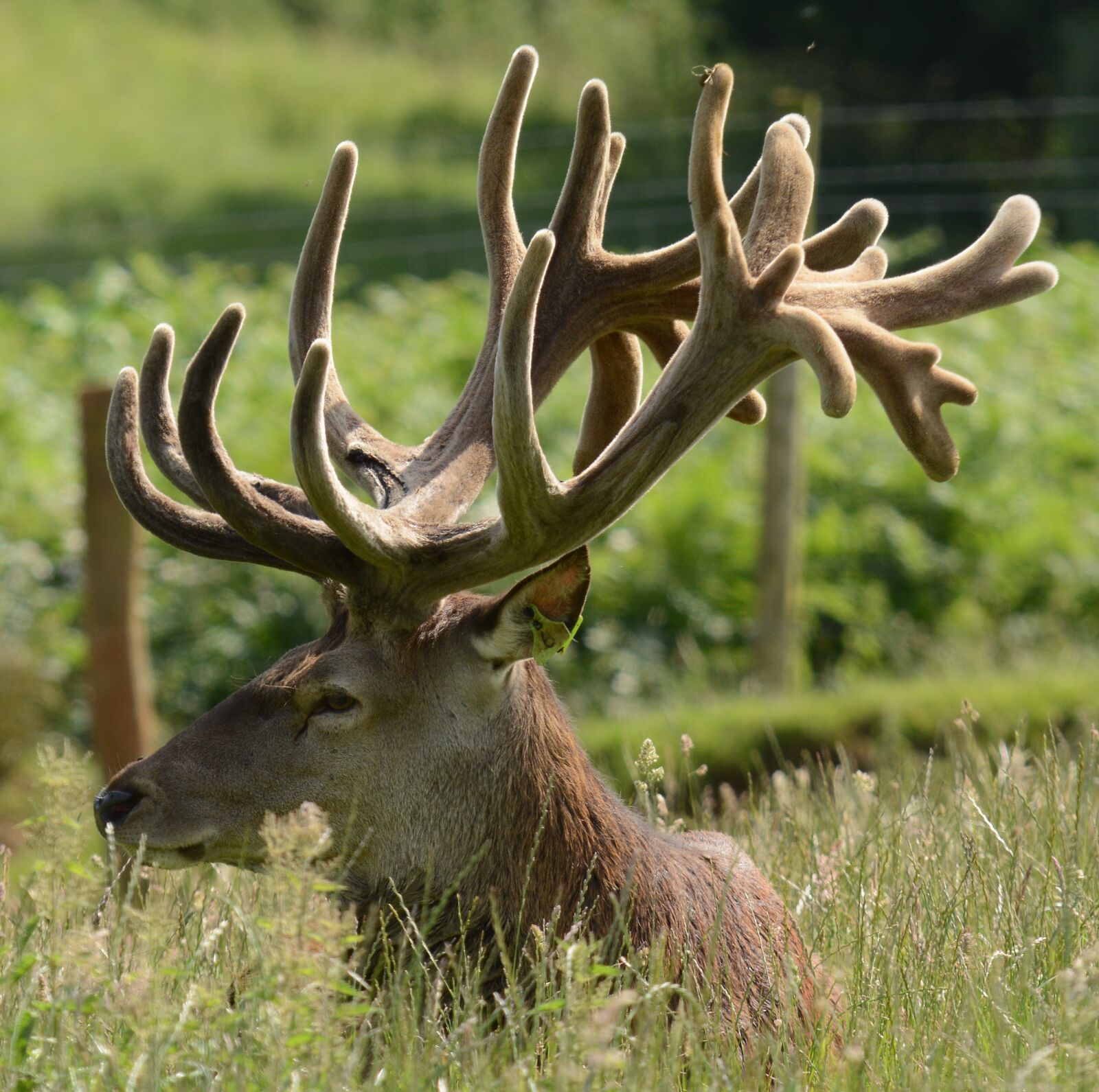 Nikon D7100 sample photo. Stag, antlers, deer photography